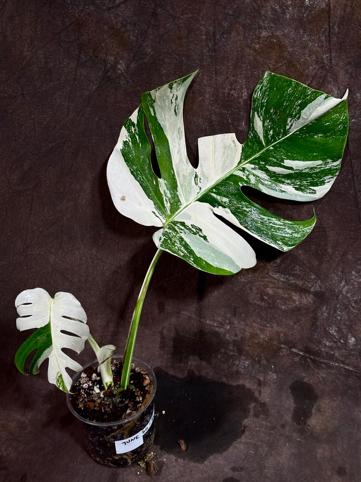 Variegated Monstera Albo Plant - Rare Indoor White Monstera Albo Borsigiana Plant - Albo Monstera - US Seller - Rare Houseplant -EXACT Plant