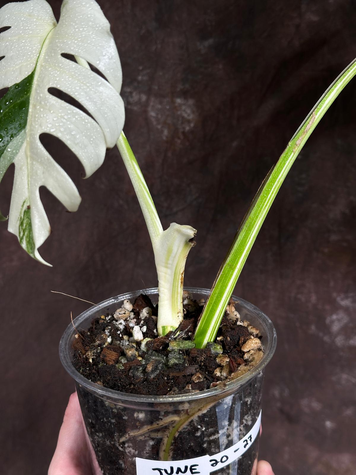 Variegated Monstera Albo Plant - Rare Indoor White Monstera Albo Borsigiana Plant - Albo Monstera - US Seller - Rare Houseplant -EXACT Plant