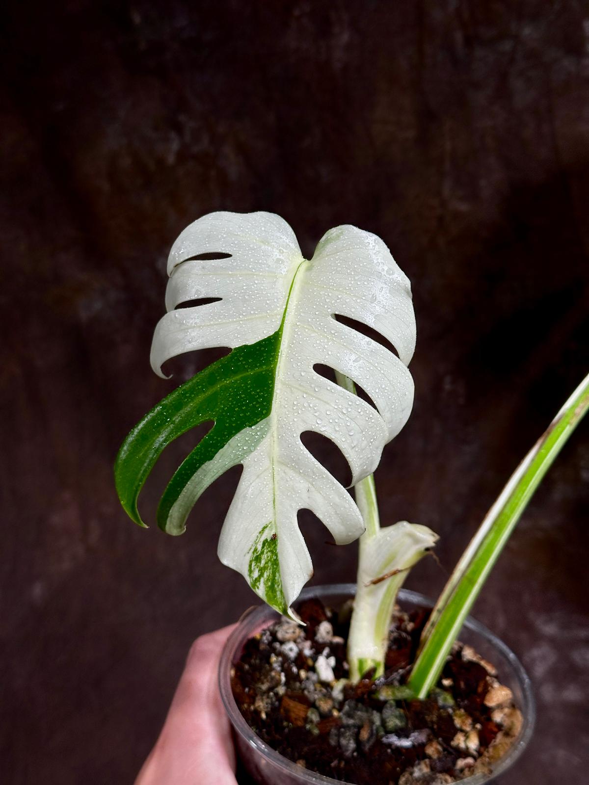 Variegated Monstera Albo Plant - Rare Indoor White Monstera Albo Borsigiana Plant - Albo Monstera - US Seller - Rare Houseplant -EXACT Plant