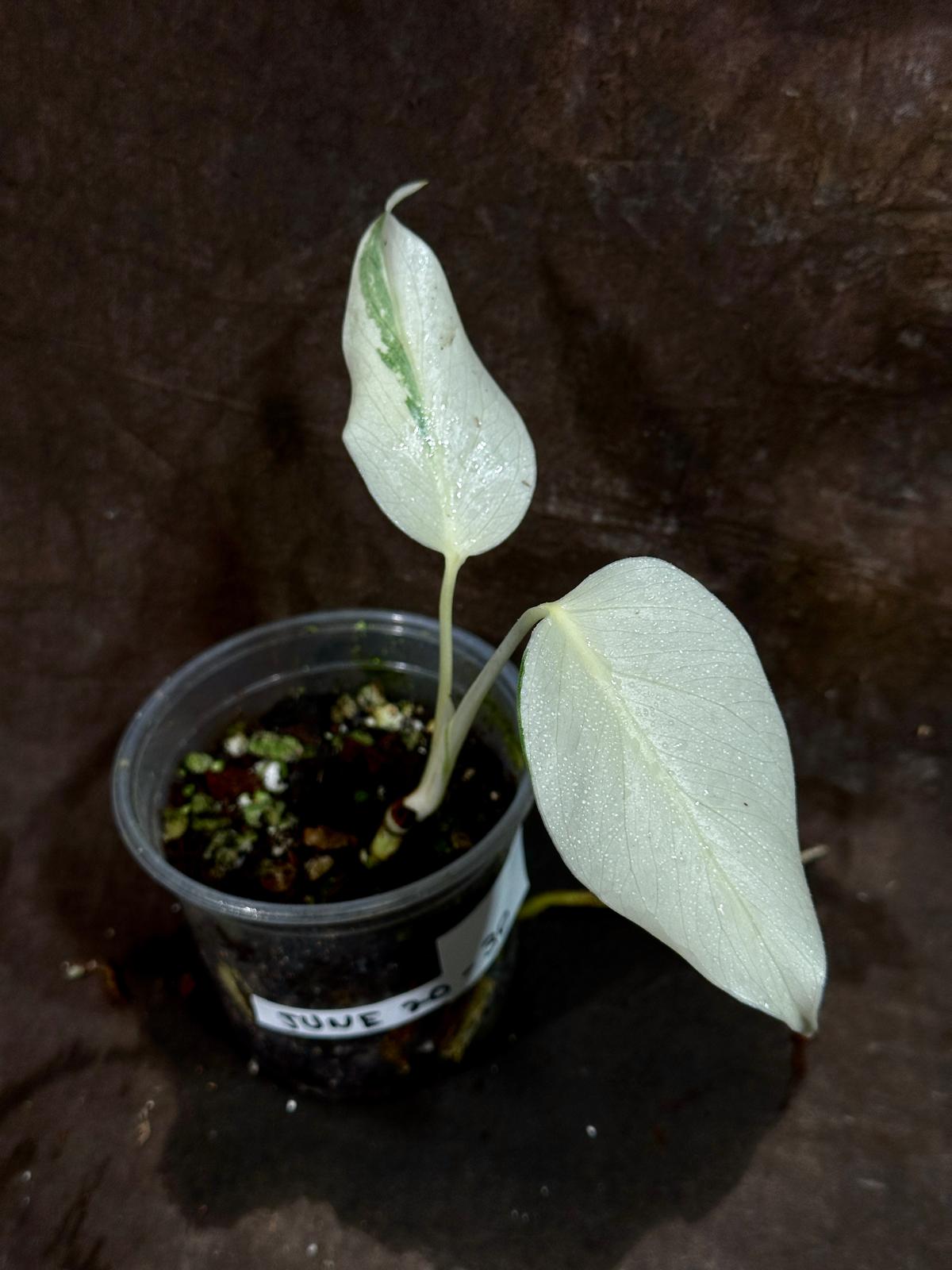 Variegated Monstera Albo Plant - Rare Indoor White Monstera Albo Borsigiana Plant - Baby Leaf Plant - Indoor Plant - EXACT Plant - US Seller