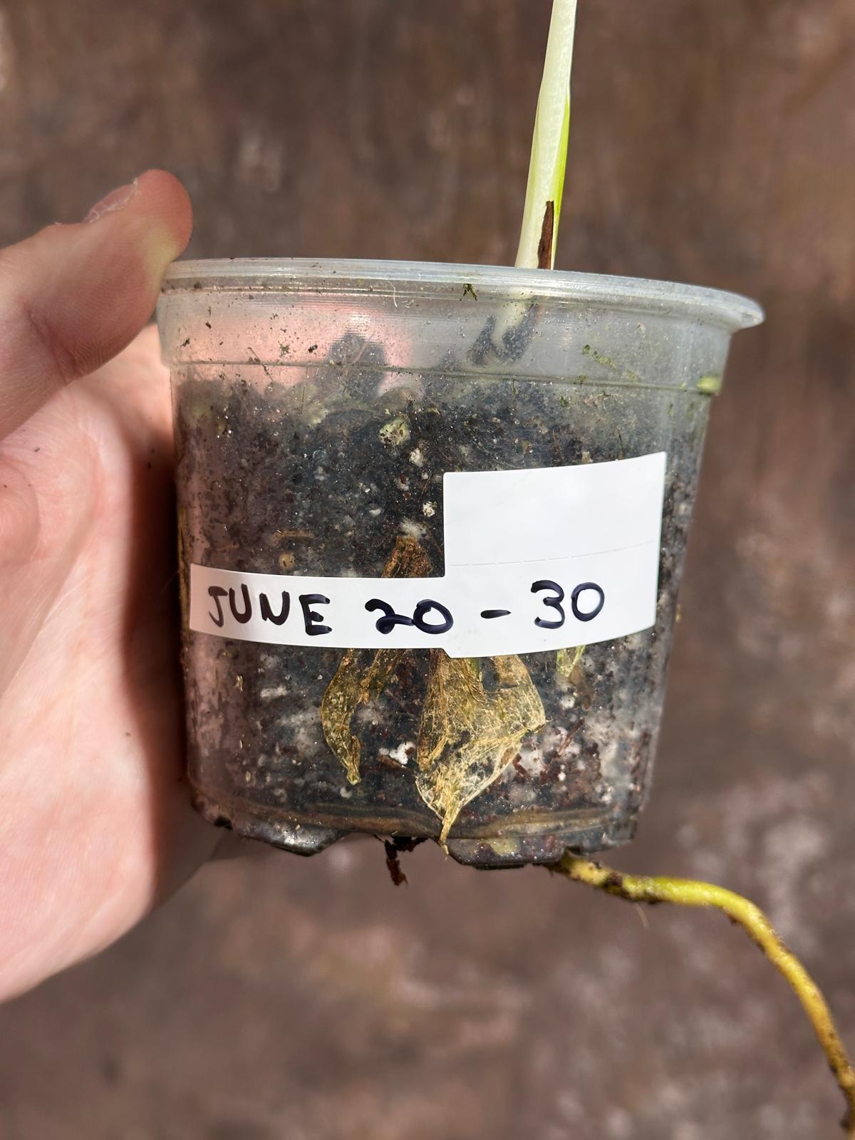 Variegated Monstera Albo Plant - Rare Indoor White Monstera Albo Borsigiana Plant - Baby Leaf Plant - Indoor Plant - EXACT Plant - US Seller