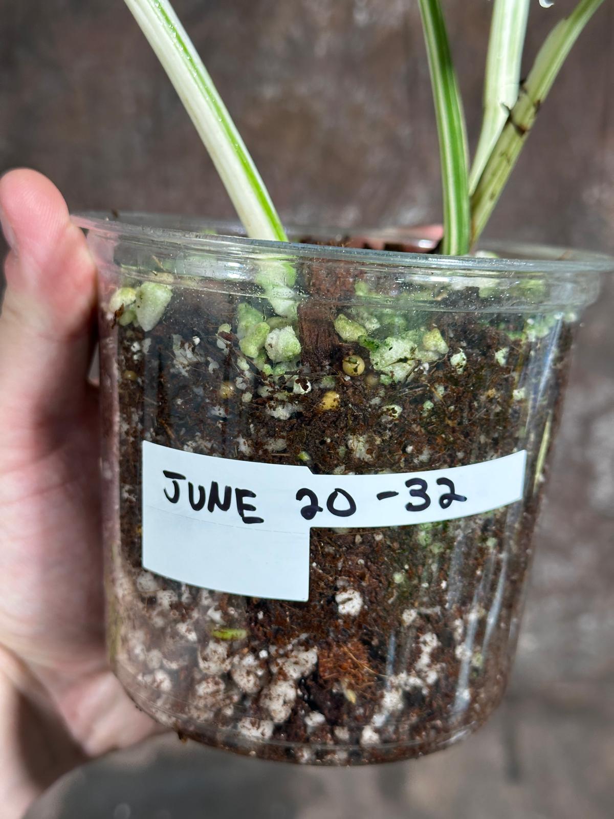 Variegated Monstera Albo Plant - Rare Indoor White Monstera Albo Borsigiana Plant - Baby Leaf Plant - Indoor Plant - EXACT Plant - US Seller