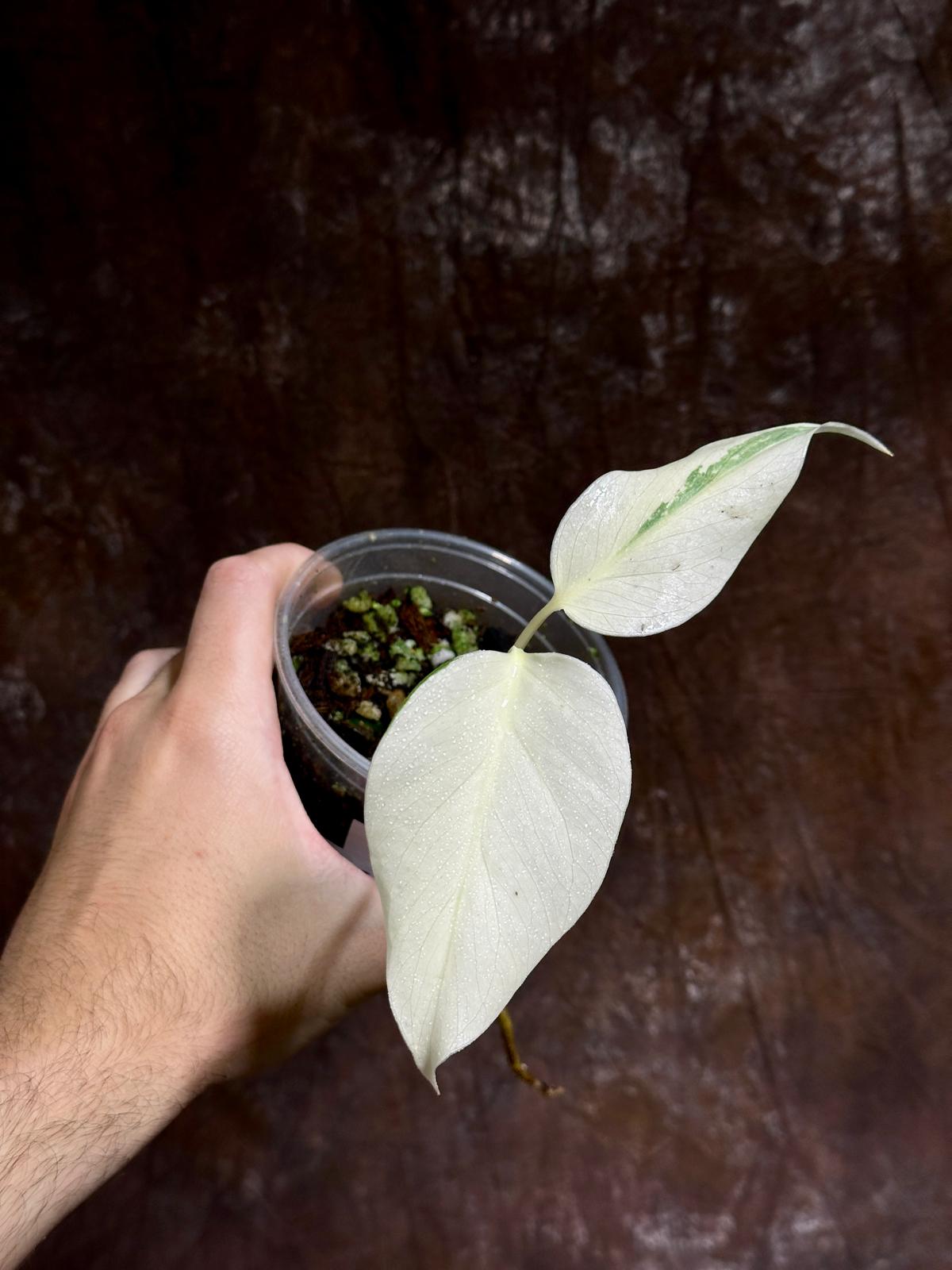 Variegated Monstera Albo Plant - Rare Indoor White Monstera Albo Borsigiana Plant - Baby Leaf Plant - Indoor Plant - EXACT Plant - US Seller