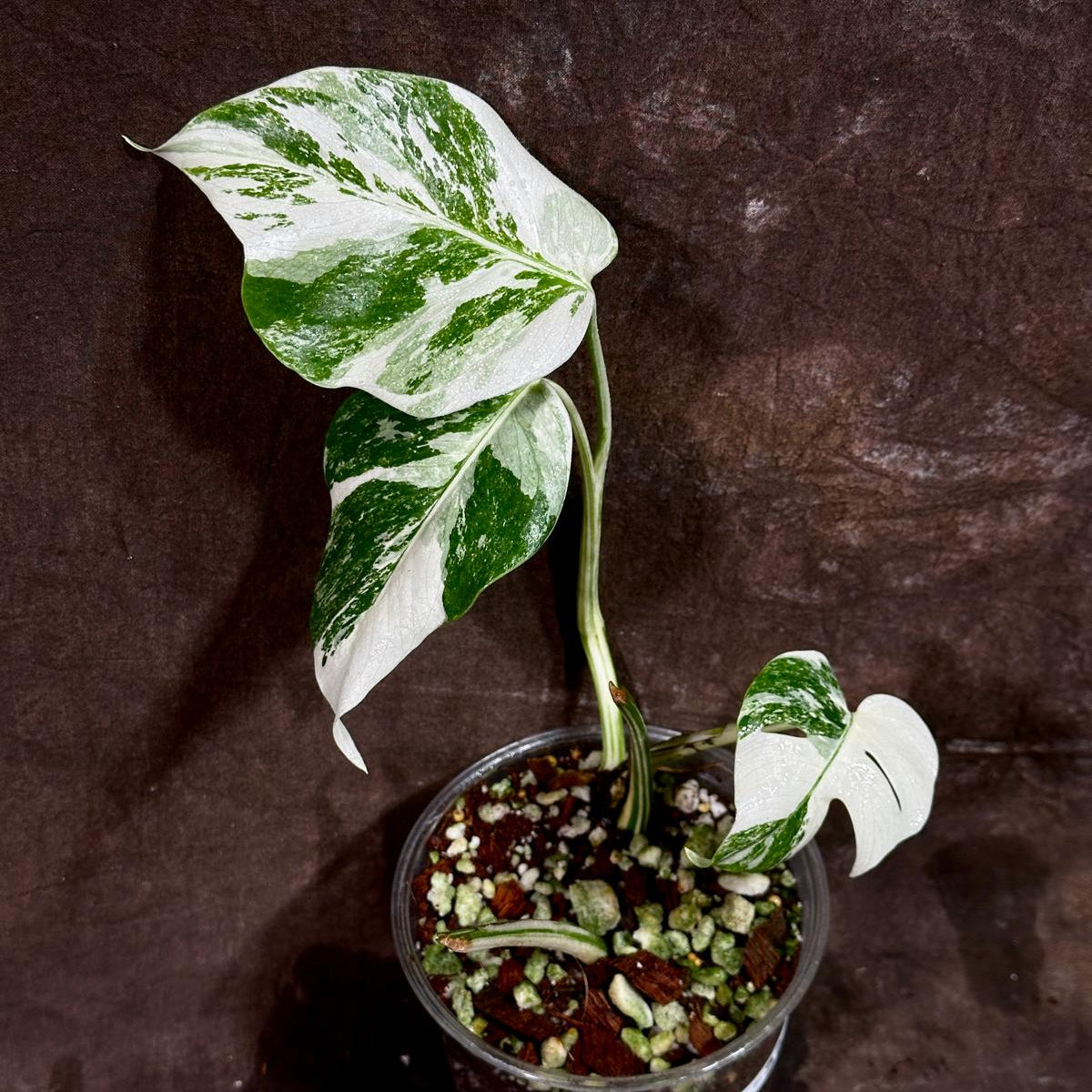 Variegated Monstera Albo Plant - Rare Indoor White Monstera Albo Borsigiana Plant - Baby Leaf Plant - Indoor Plant - EXACT Plant - US Seller