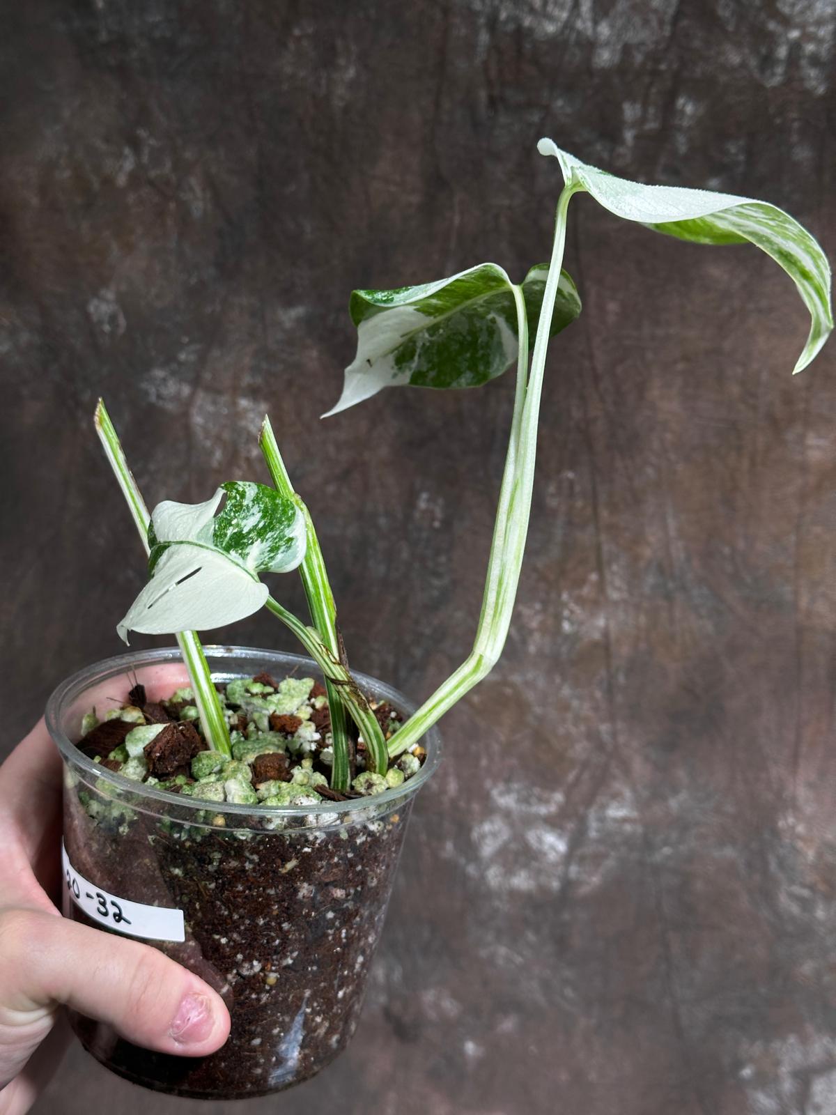 Variegated Monstera Albo Plant - Rare Indoor White Monstera Albo Borsigiana Plant - Baby Leaf Plant - Indoor Plant - EXACT Plant - US Seller