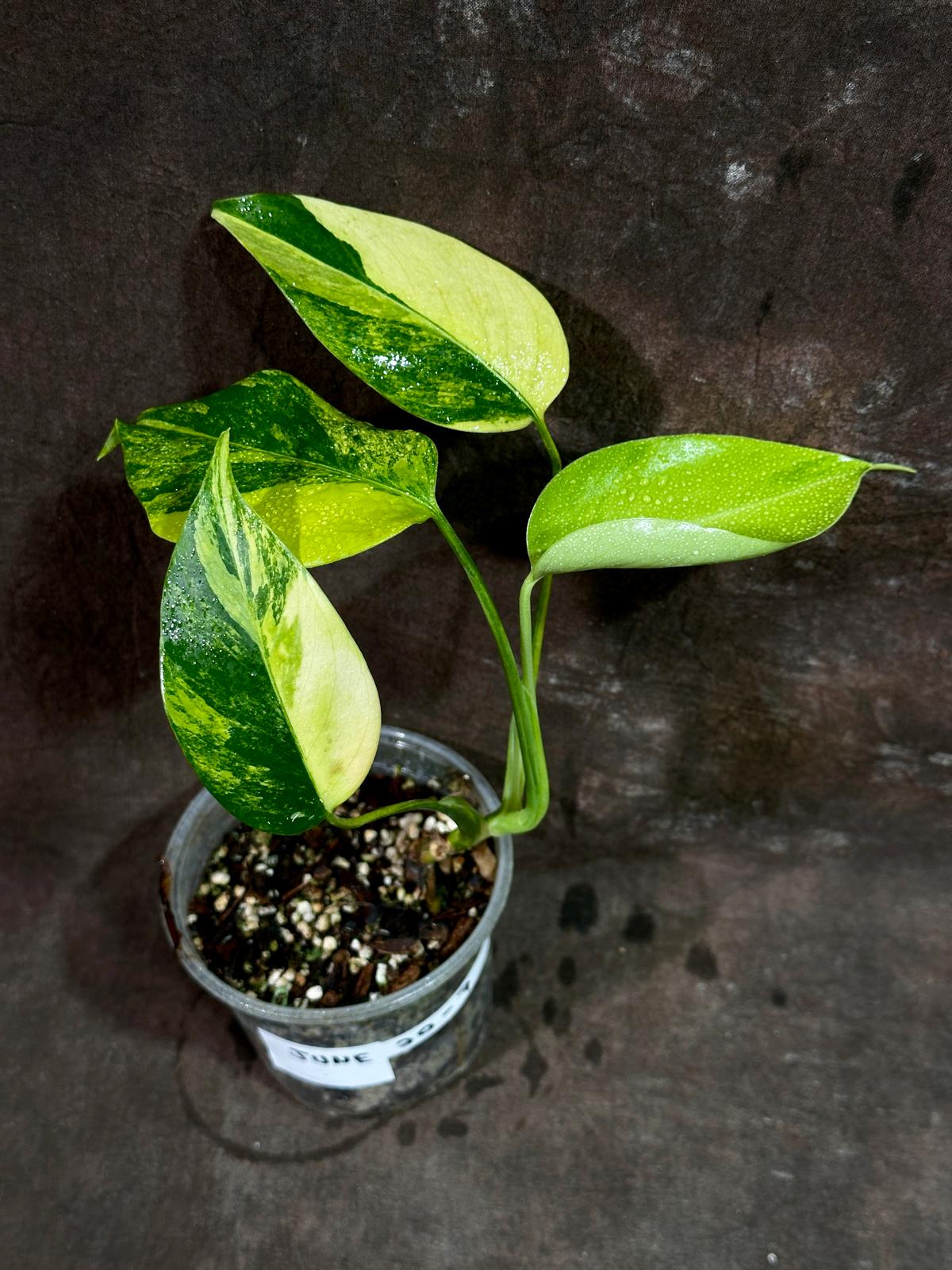 Monstera Aurea Variegated Borsigiana in a Nursery Pot - Monstera Aurea Potted Plant - Monstera Marmota - SAME PLANT as images - US Seller