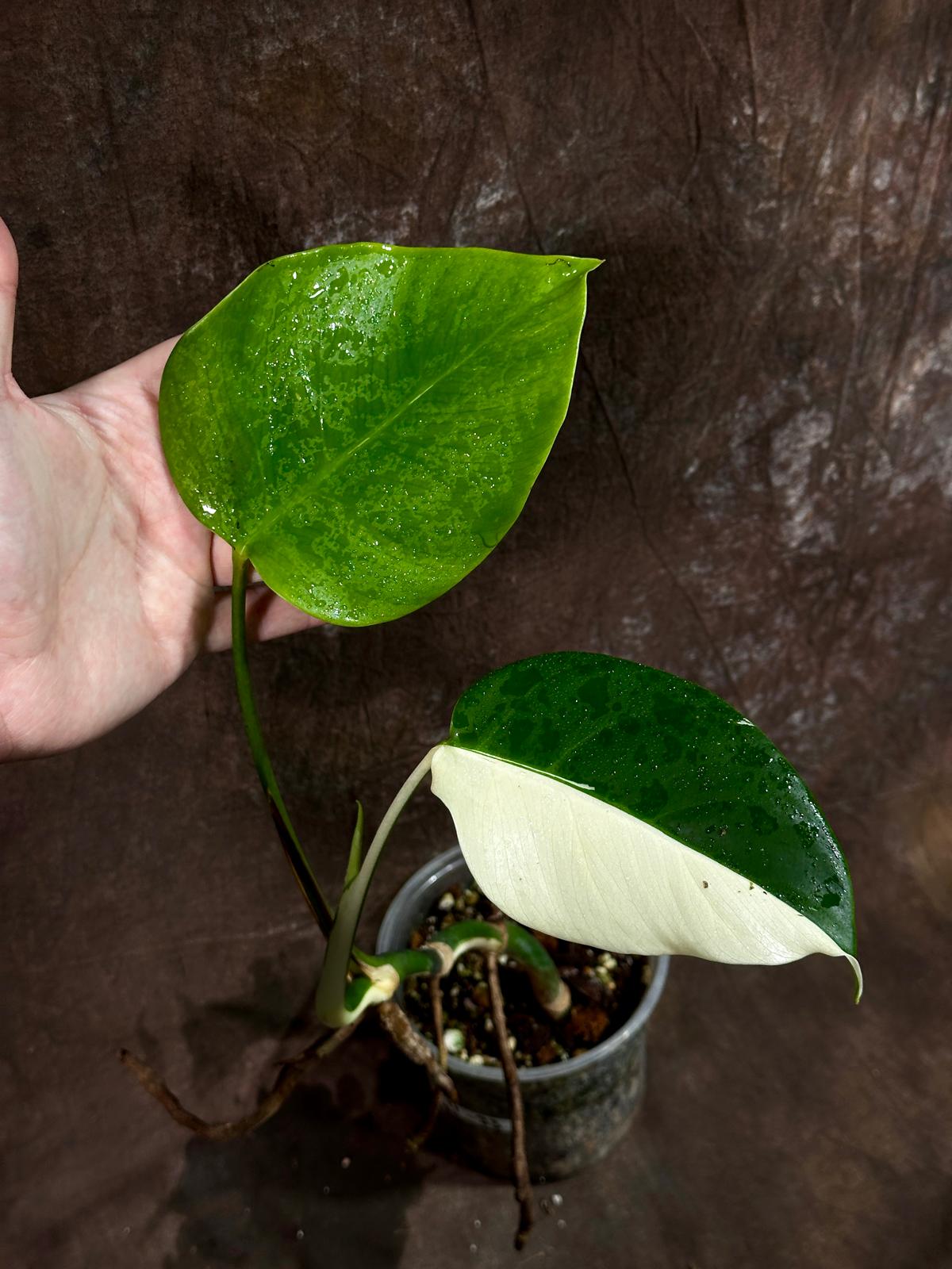 Variegated Monstera Albo Plant - Rare Indoor White Monstera Albo Borsigiana Plant - Albo Half-Moon Leaf Baby Plant - EXACT Plant -US Seller
