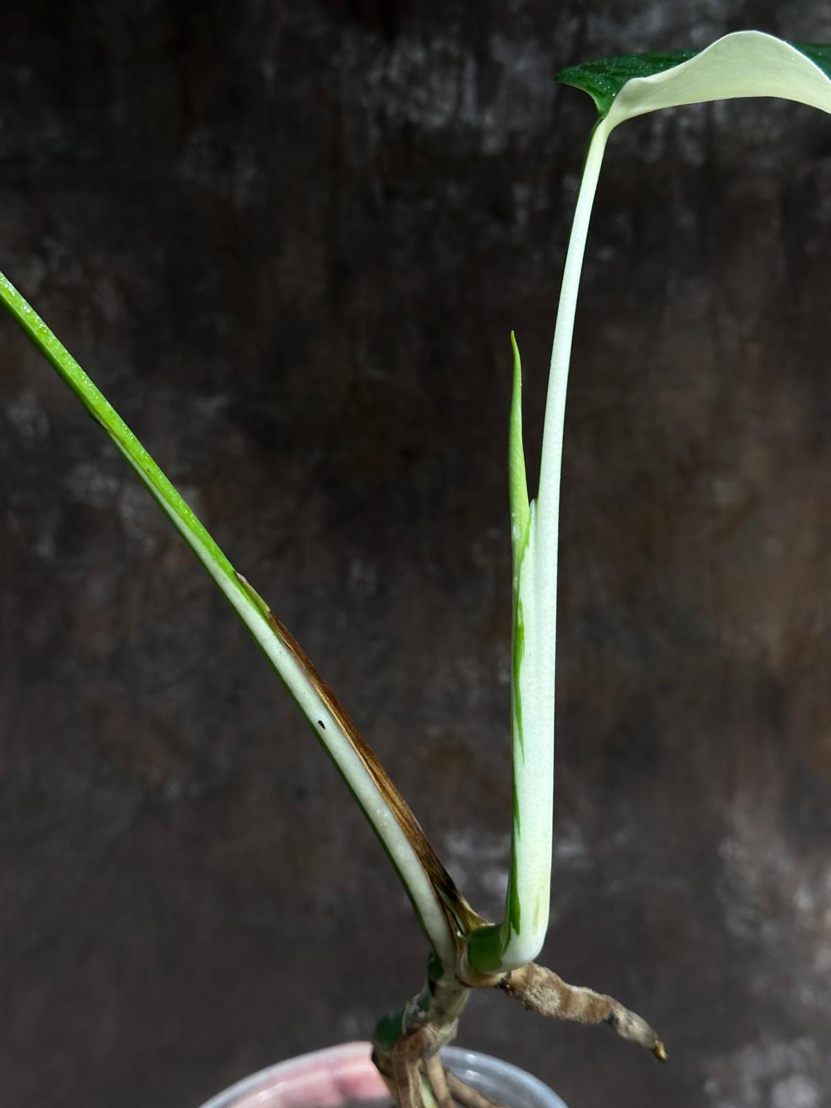 Variegated Monstera Albo Plant - Rare Indoor White Monstera Albo Borsigiana Plant - Albo Half-Moon Leaf Baby Plant - EXACT Plant -US Seller