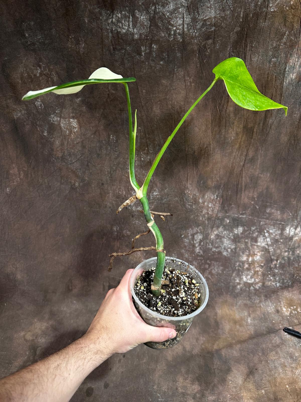 Variegated Monstera Albo Plant - Rare Indoor White Monstera Albo Borsigiana Plant - Albo Half-Moon Leaf Baby Plant - EXACT Plant -US Seller