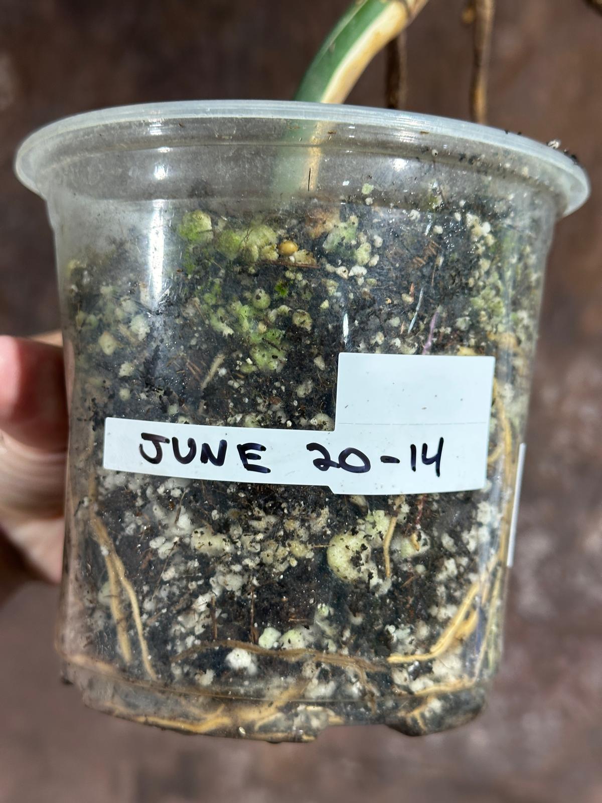 Variegated Monstera Albo Plant - Rare Indoor White Monstera Albo Borsigiana Plant - Albo Half-Moon Leaf Baby Plant - EXACT Plant -US Seller