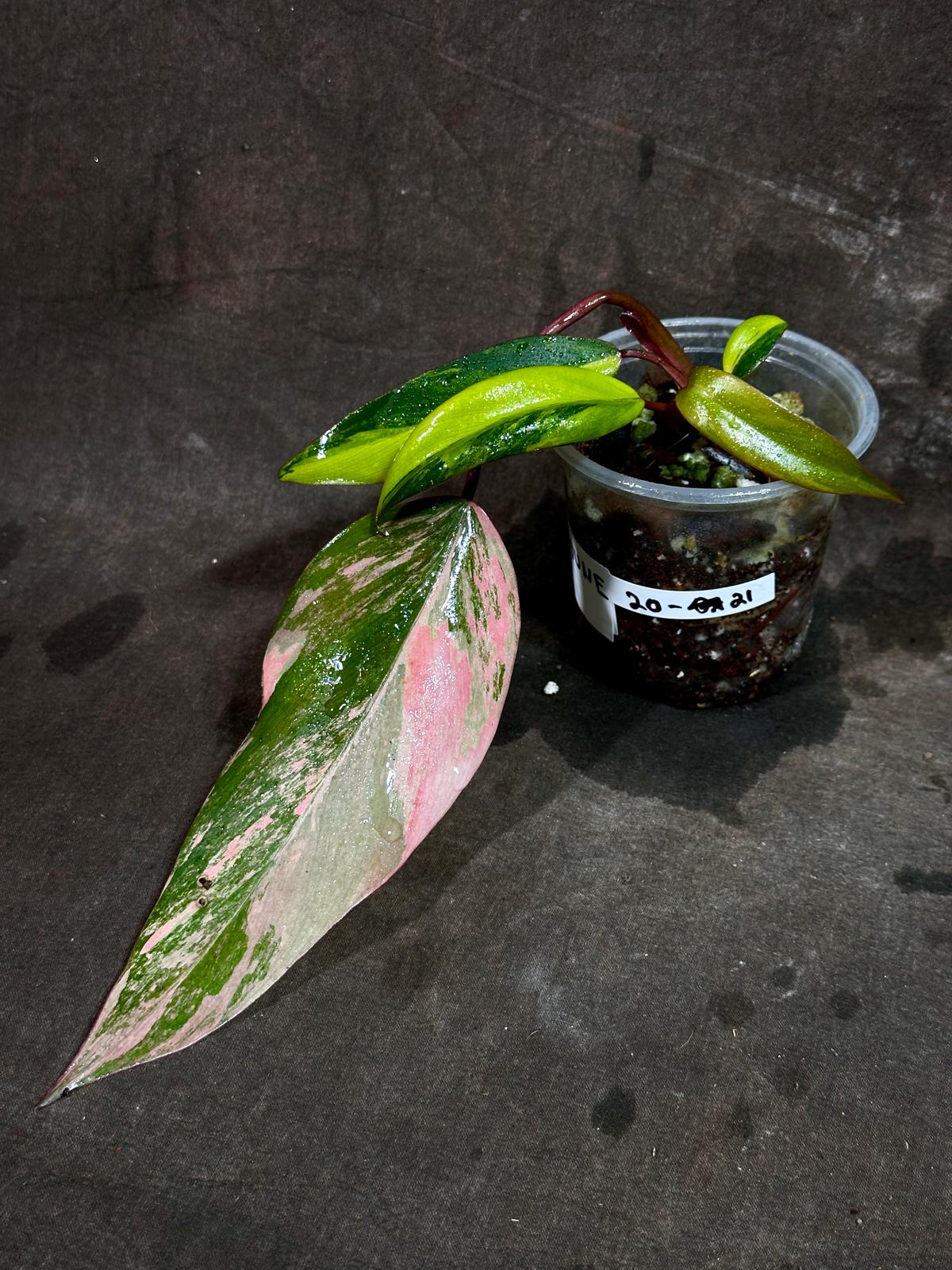 Variegated Philodendron Strawberry Shake in a Nursery Pot - Pink Strawberry Shake RARE Collector Plant - Live Indoor Plant - Exact Plant