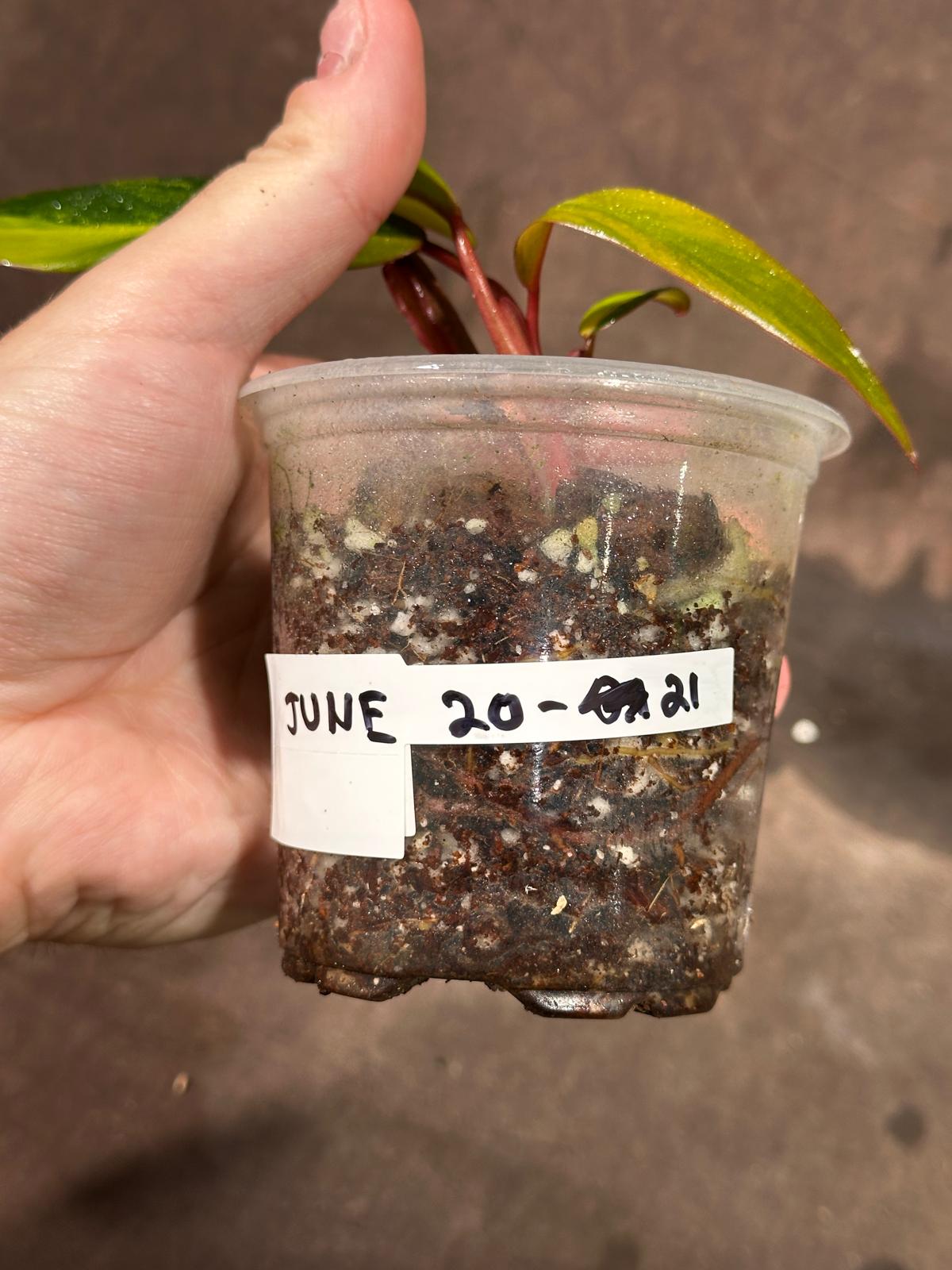 Variegated Philodendron Strawberry Shake in a Nursery Pot - Pink Strawberry Shake RARE Collector Plant - Live Indoor Plant - Exact Plant