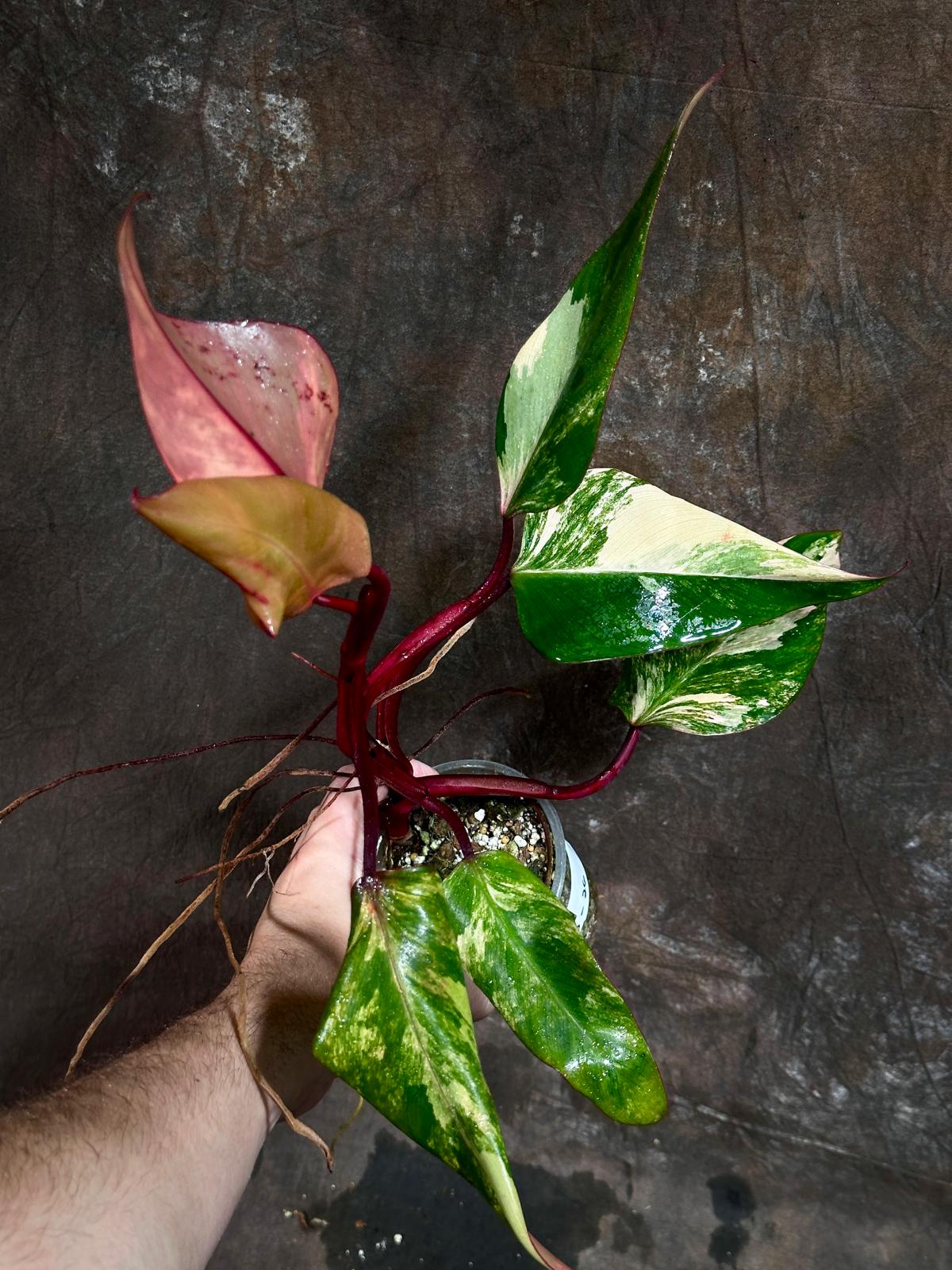 Variegated Philodendron Strawberry Shake in a Nursery Pot - Pink Strawberry Shake RARE Collector Plant - Live Indoor Plant - Exact Plant