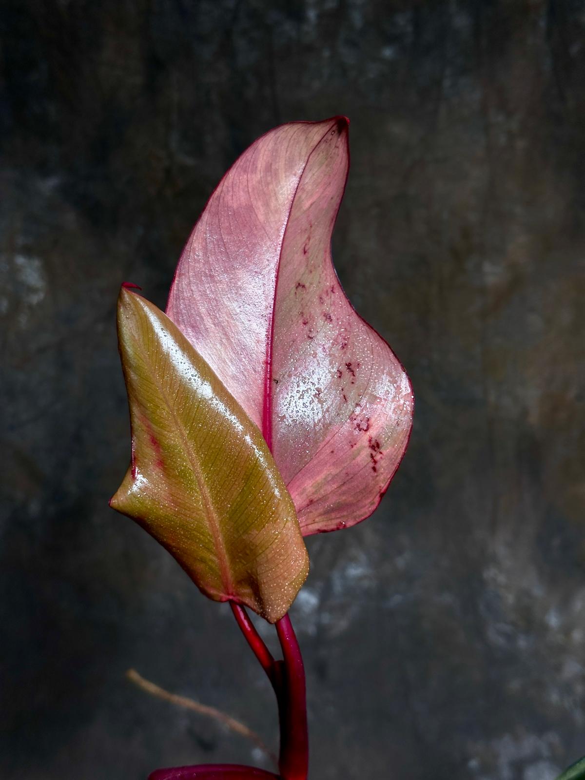 Variegated Philodendron Strawberry Shake in a Nursery Pot - Pink Strawberry Shake RARE Collector Plant - Live Indoor Plant - Exact Plant