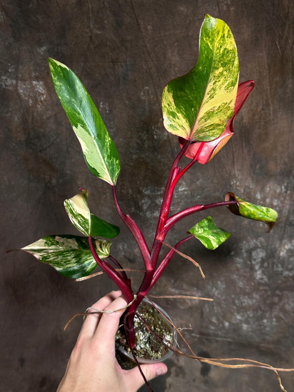 Variegated Philodendron Strawberry Shake in a Nursery Pot - Pink Strawberry Shake RARE Collector Plant - Live Indoor Plant - Exact Plant