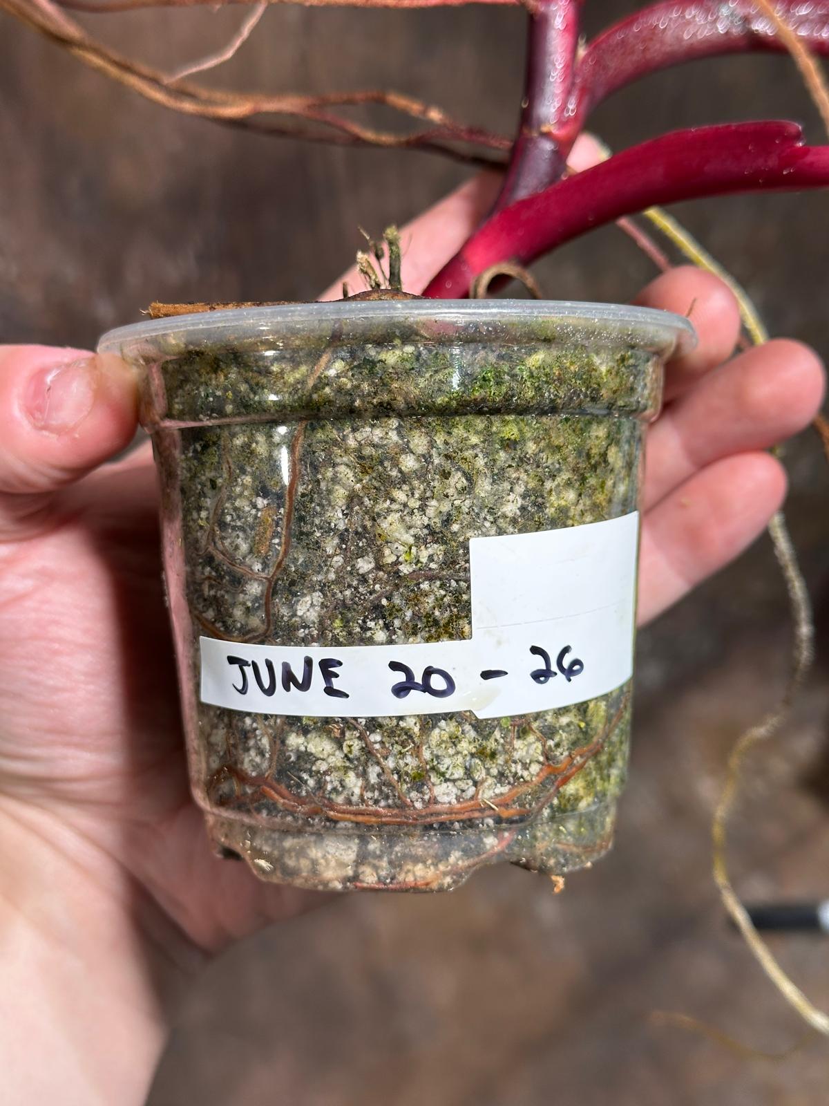 Variegated Philodendron Strawberry Shake in a Nursery Pot - Pink Strawberry Shake RARE Collector Plant - Live Indoor Plant - Exact Plant