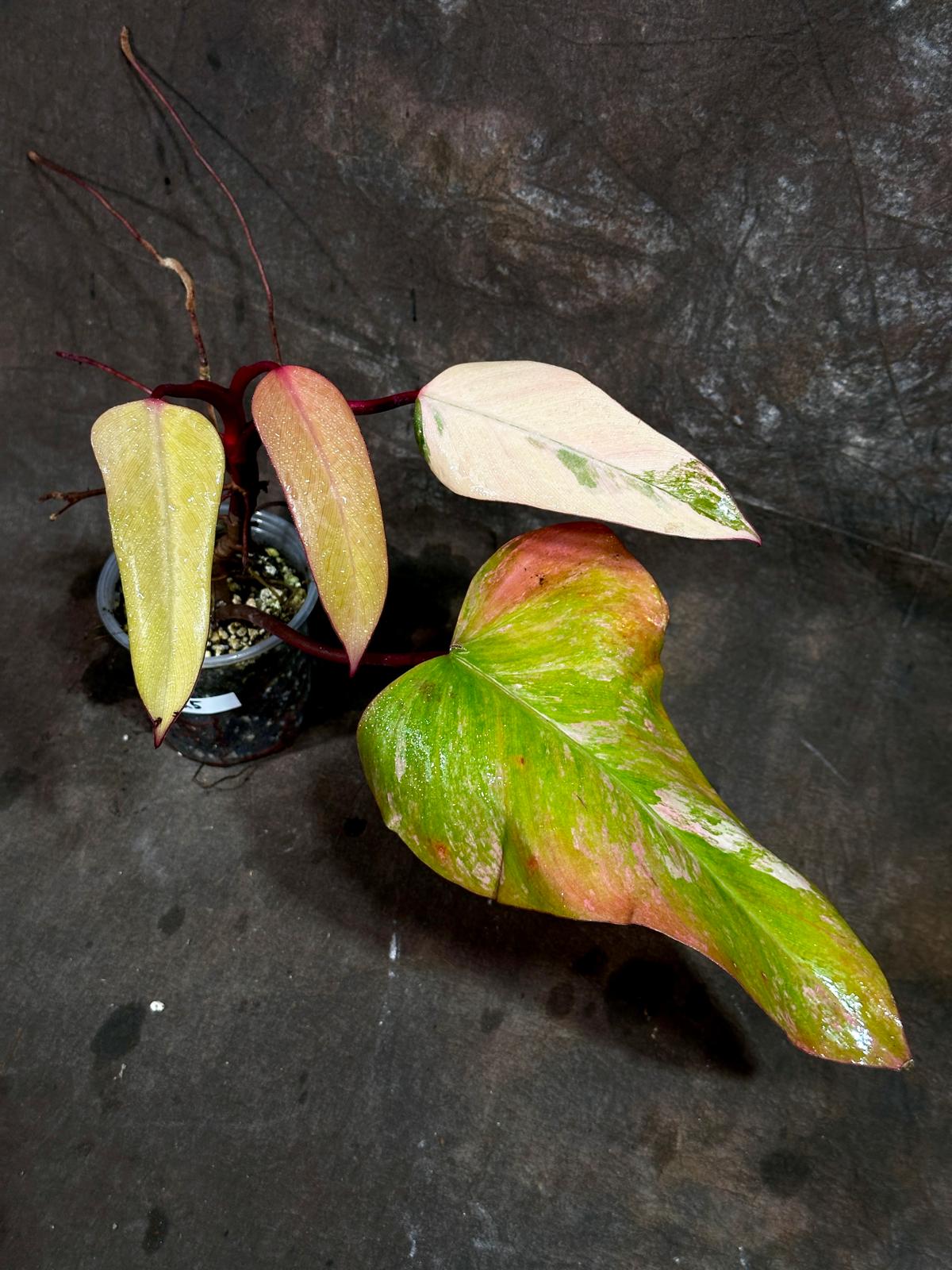Variegated Philodendron Strawberry Shake in a Nursery Pot - Pink Strawberry Shake RARE Collector Plant - Live Indoor Plant - Exact Plant