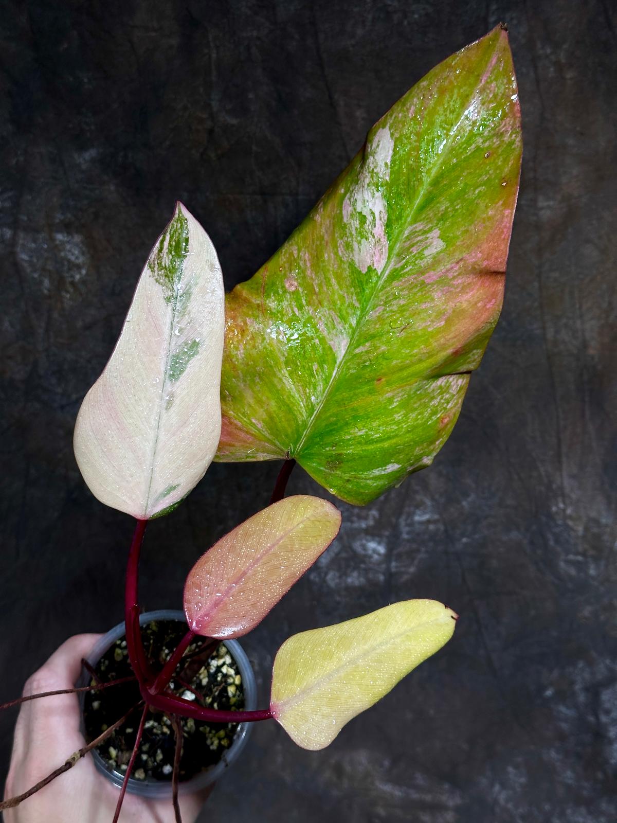 Variegated Philodendron Strawberry Shake in a Nursery Pot - Pink Strawberry Shake RARE Collector Plant - Live Indoor Plant - Exact Plant
