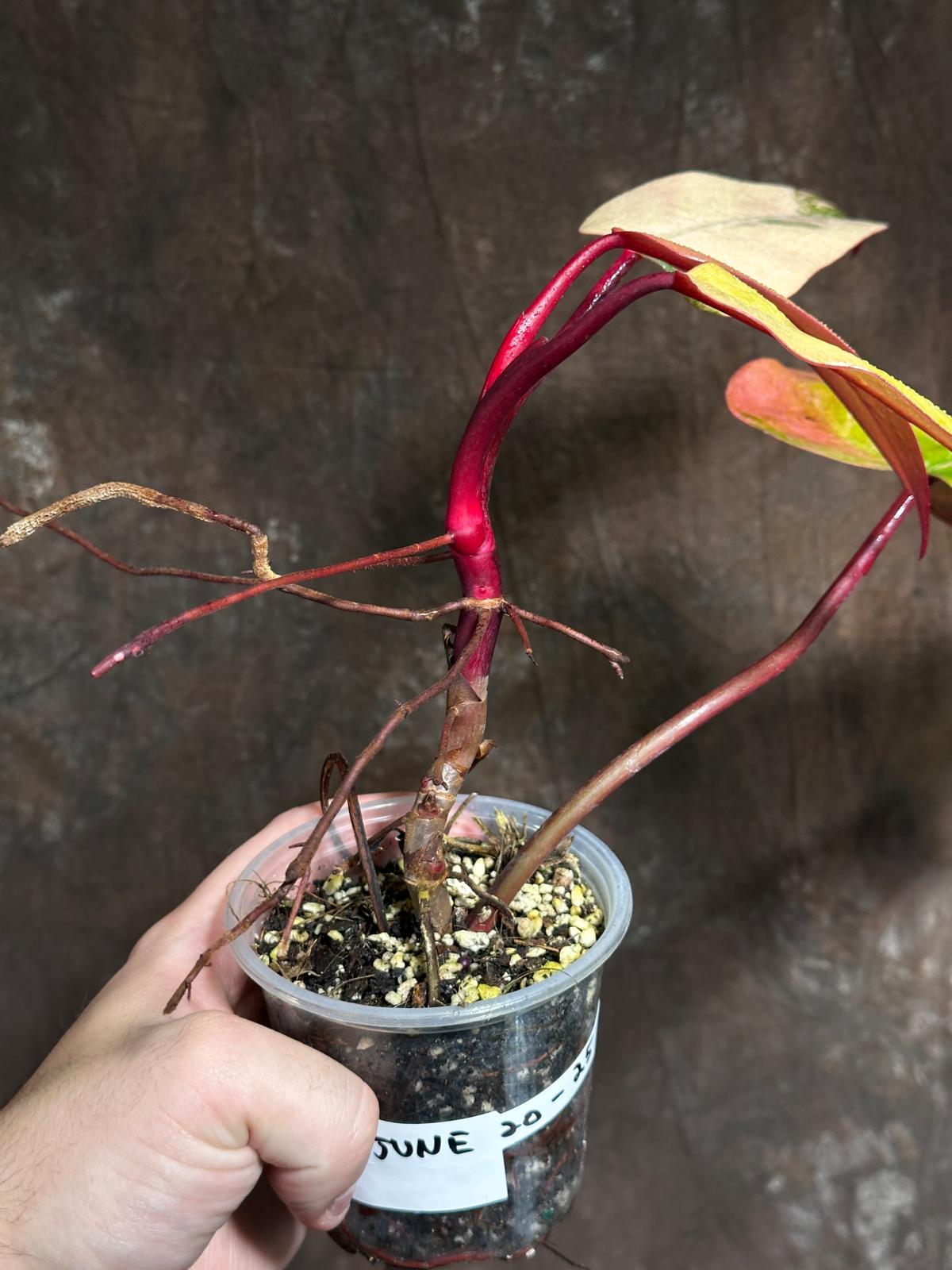 Variegated Philodendron Strawberry Shake in a Nursery Pot - Pink Strawberry Shake RARE Collector Plant - Live Indoor Plant - Exact Plant