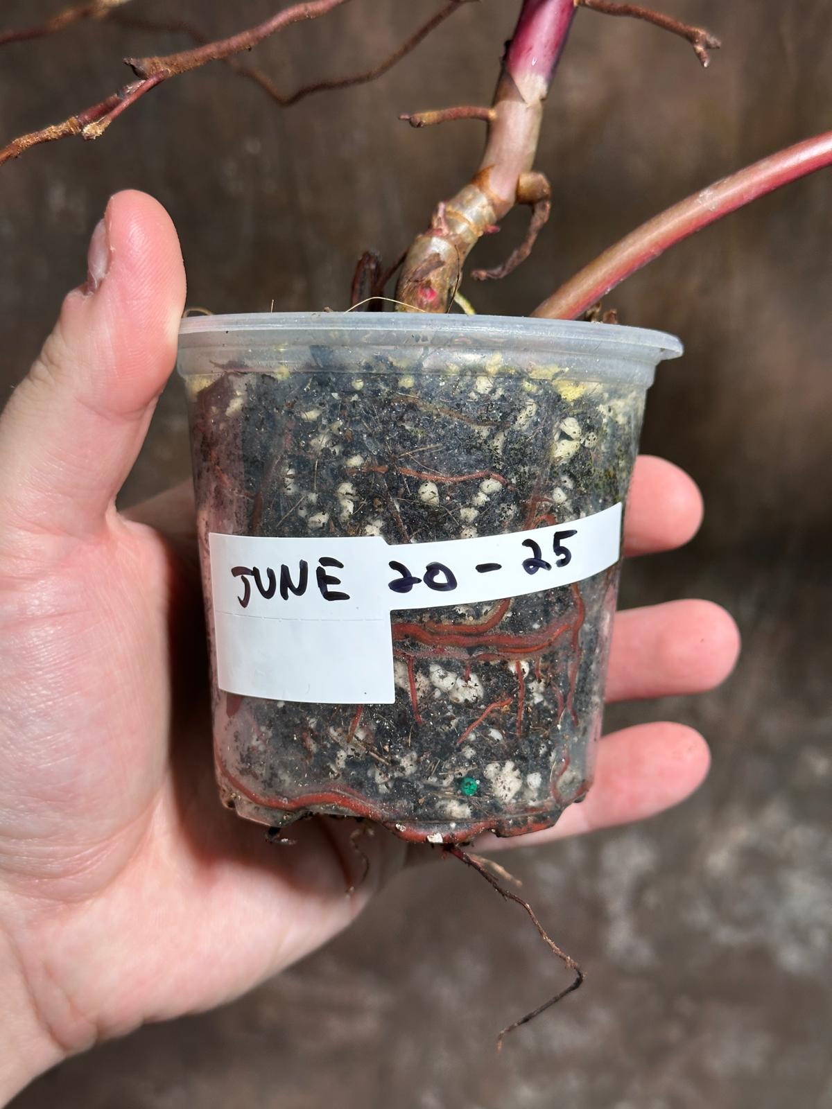 Variegated Philodendron Strawberry Shake in a Nursery Pot - Pink Strawberry Shake RARE Collector Plant - Live Indoor Plant - Exact Plant