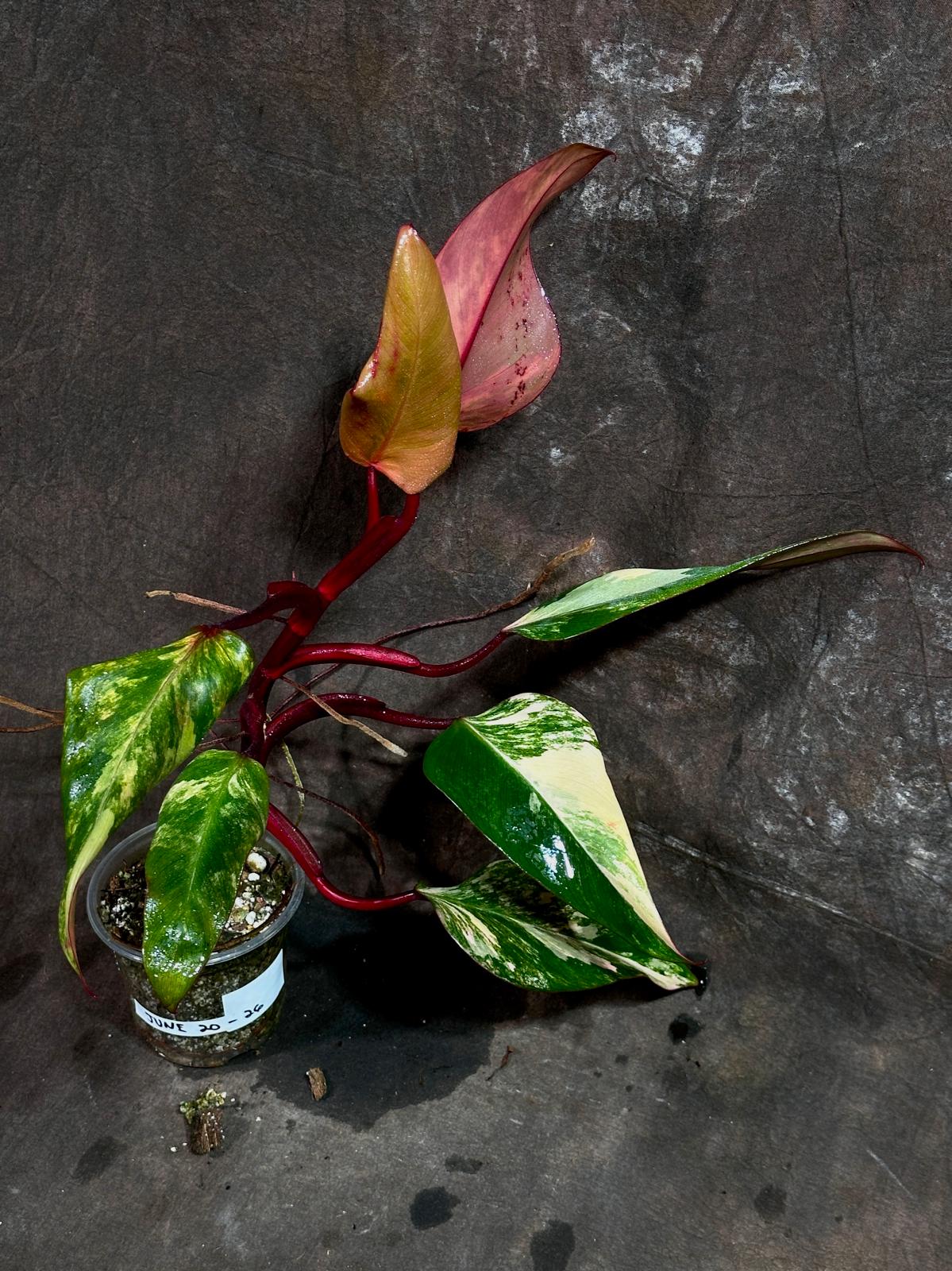 Variegated Philodendron Strawberry Shake in a Nursery Pot - Pink Strawberry Shake RARE Collector Plant - Live Indoor Plant - Exact Plant