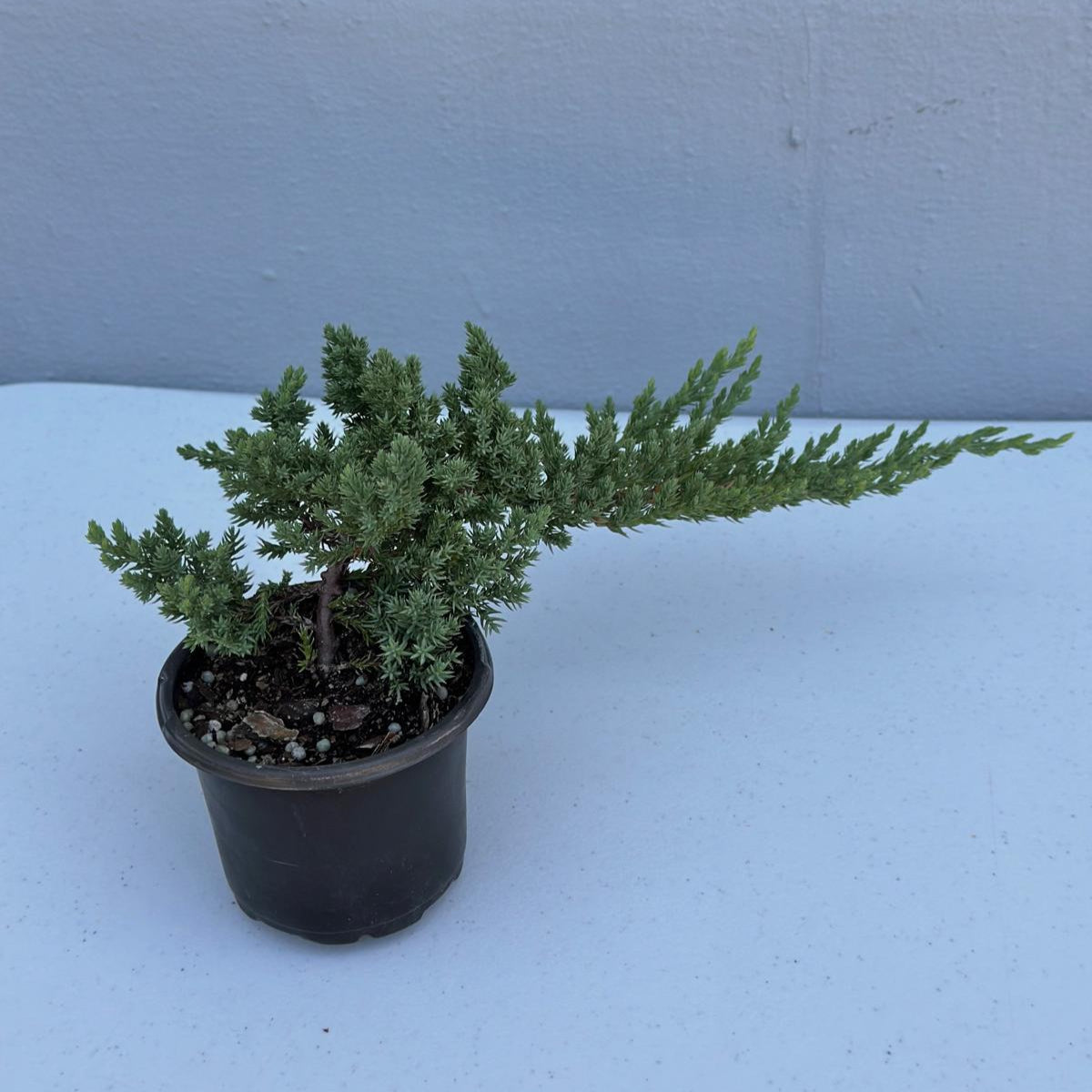 Juniper Procumbens Live Bonsai Tree 4” Grow Pot- Small Bonsai Plant - Plant Lover Gift- Indoor Outdoors Lucky Unique Housewarming Gift Plant