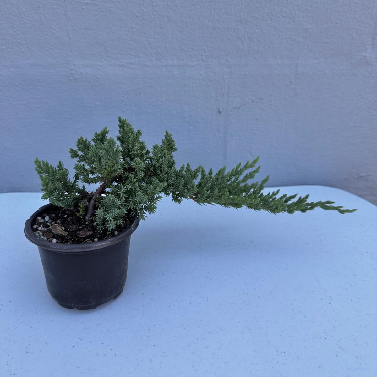 Juniper Procumbens Live Bonsai Tree 4” Grow Pot- Small Bonsai Plant - Plant Lover Gift- Indoor Outdoors Lucky Unique Housewarming Gift Plant