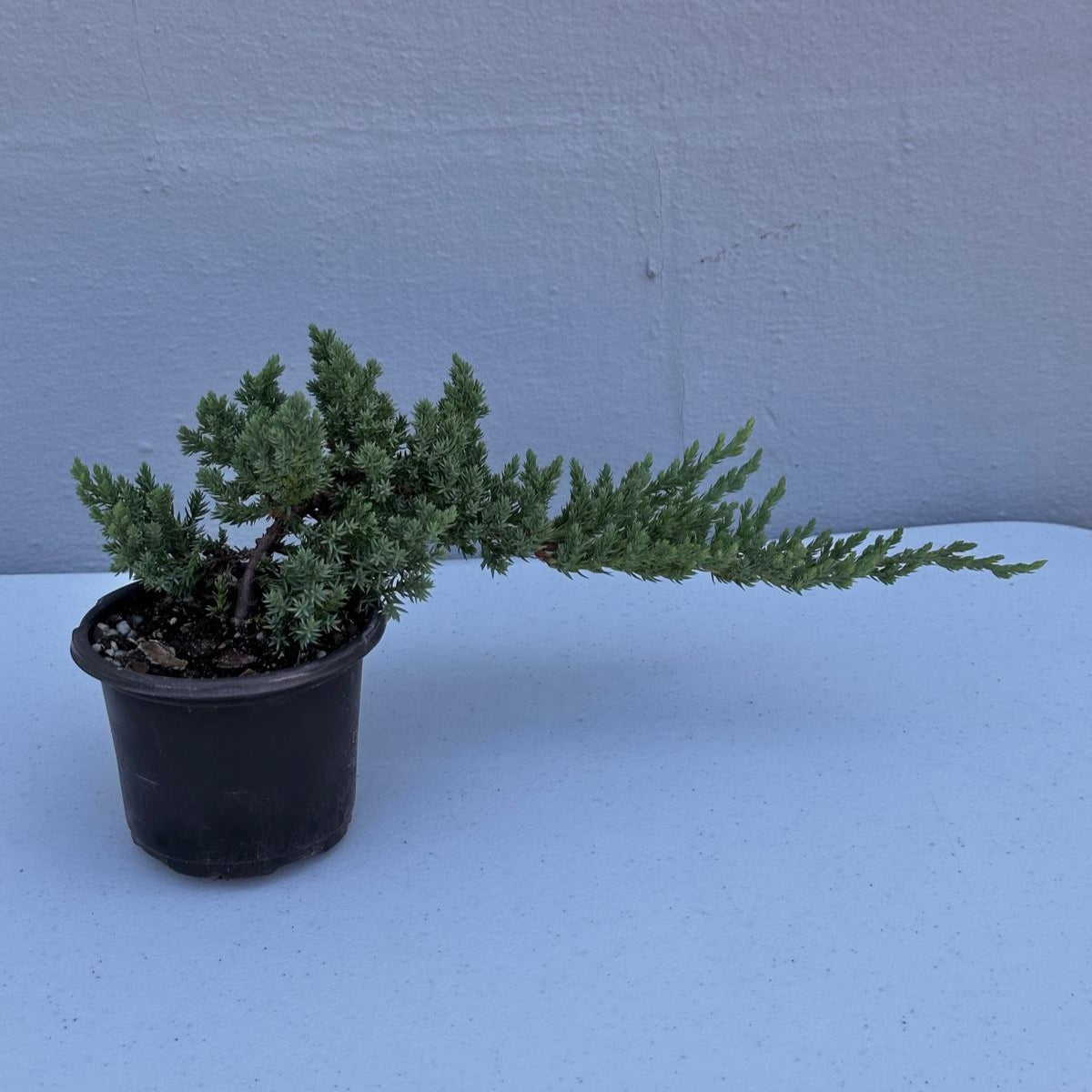 Juniper Procumbens Live Bonsai Tree 4” Grow Pot- Small Bonsai Plant - Plant Lover Gift- Indoor Outdoors Lucky Unique Housewarming Gift Plant