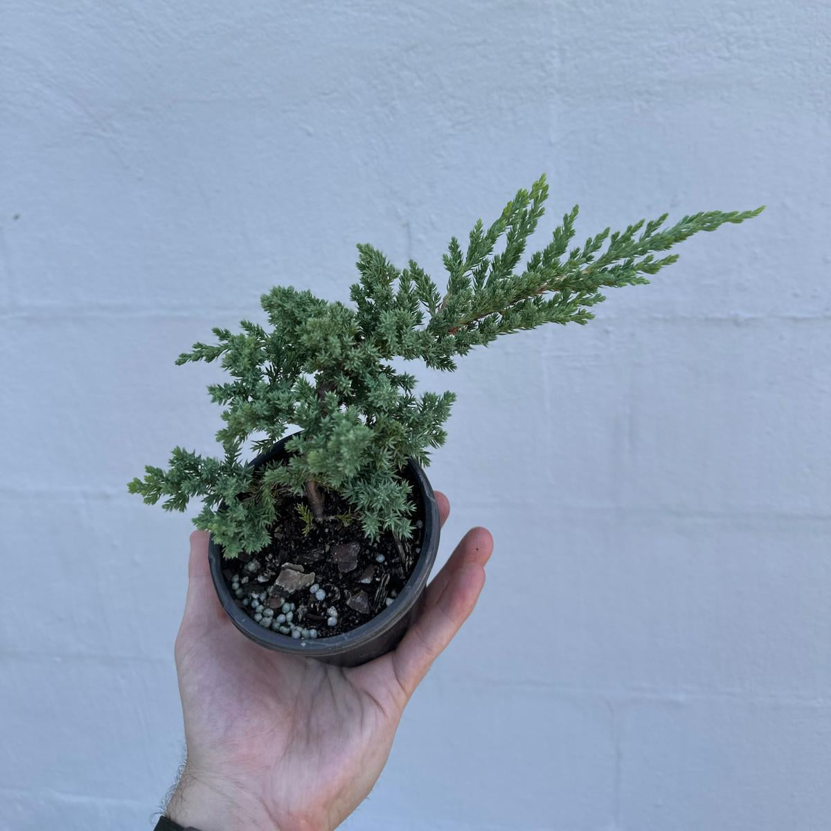 Juniper Procumbens Live Bonsai Tree 4” Grow Pot- Small Bonsai Plant - Plant Lover Gift- Indoor Outdoors Lucky Unique Housewarming Gift Plant
