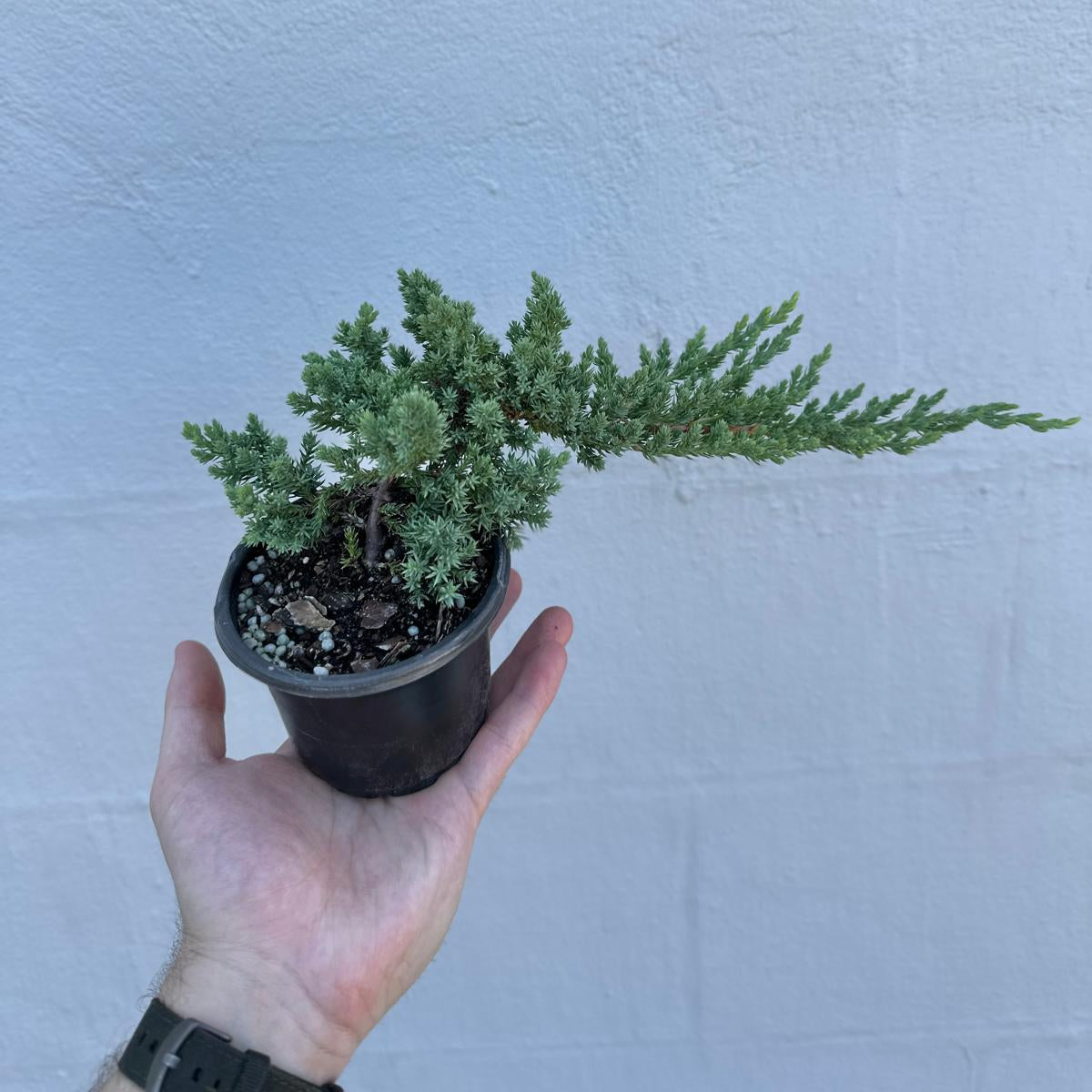 Juniper Procumbens Live Bonsai Tree 4” Grow Pot- Small Bonsai Plant - Plant Lover Gift- Indoor Outdoors Lucky Unique Housewarming Gift Plant