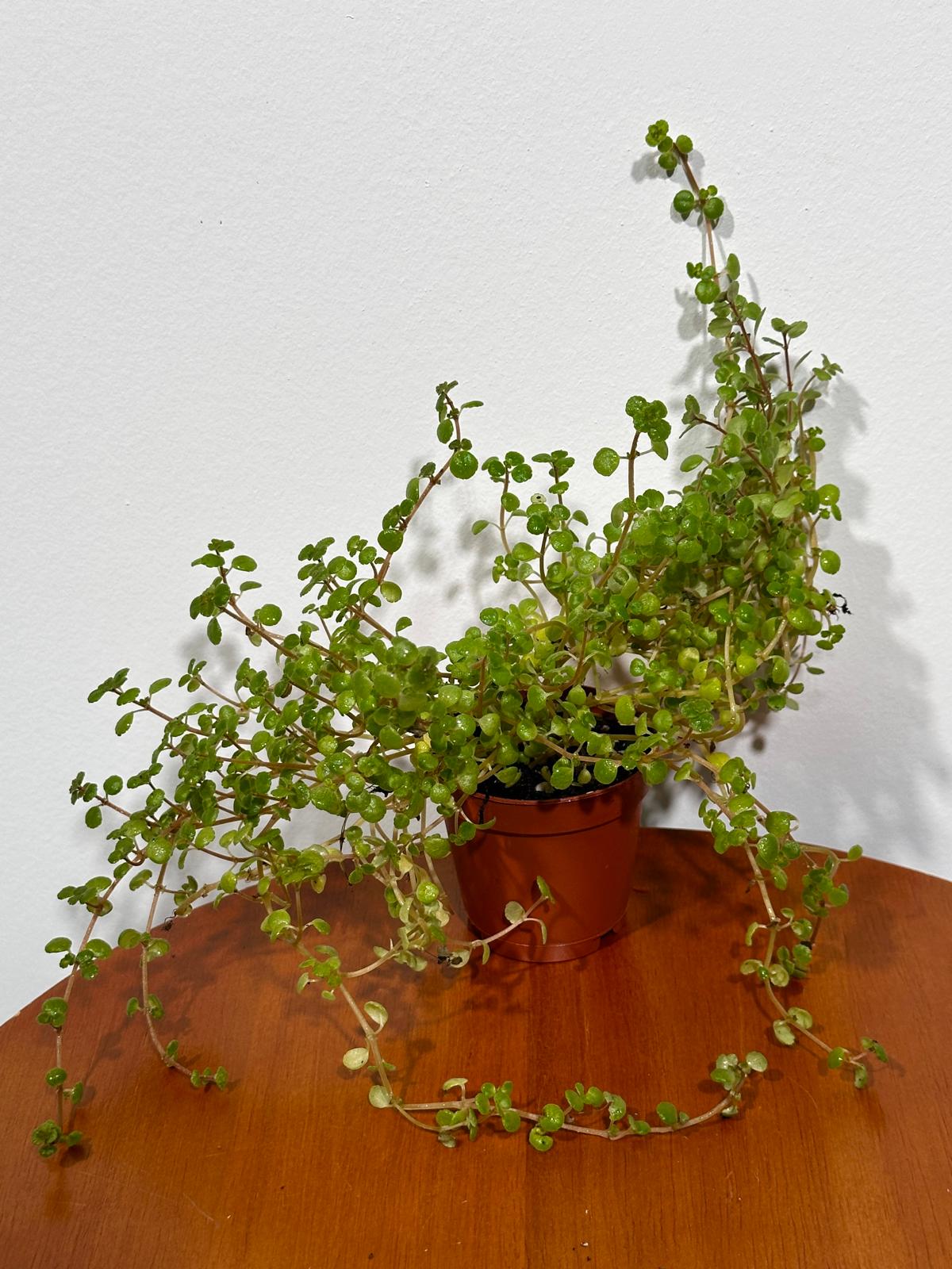 Pilea Depressa Baby Tears in 2" Nursery Pot - Indoor Plant - Easy Care houseplant- Low Maintenance Succulent - Pilea Tiny Tears Plant