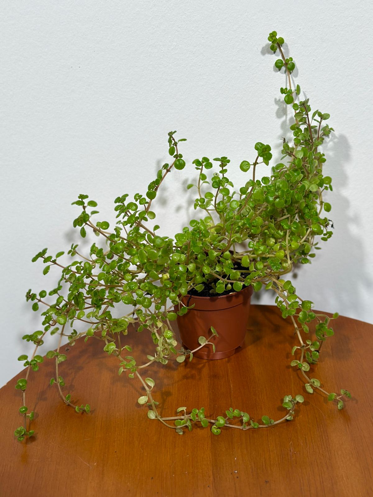 Pilea Depressa Baby Tears in 2" Nursery Pot - Indoor Plant - Easy Care houseplant- Low Maintenance Succulent - Pilea Tiny Tears Plant