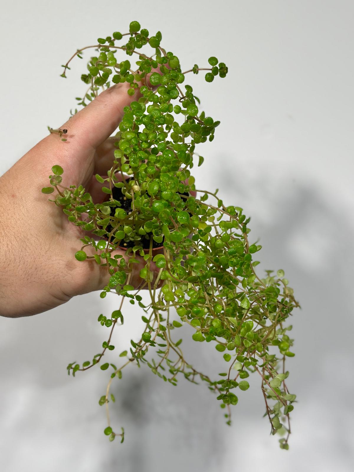 Pilea Depressa Baby Tears in 2" Nursery Pot - Indoor Plant - Easy Care houseplant- Low Maintenance Succulent - Pilea Tiny Tears Plant