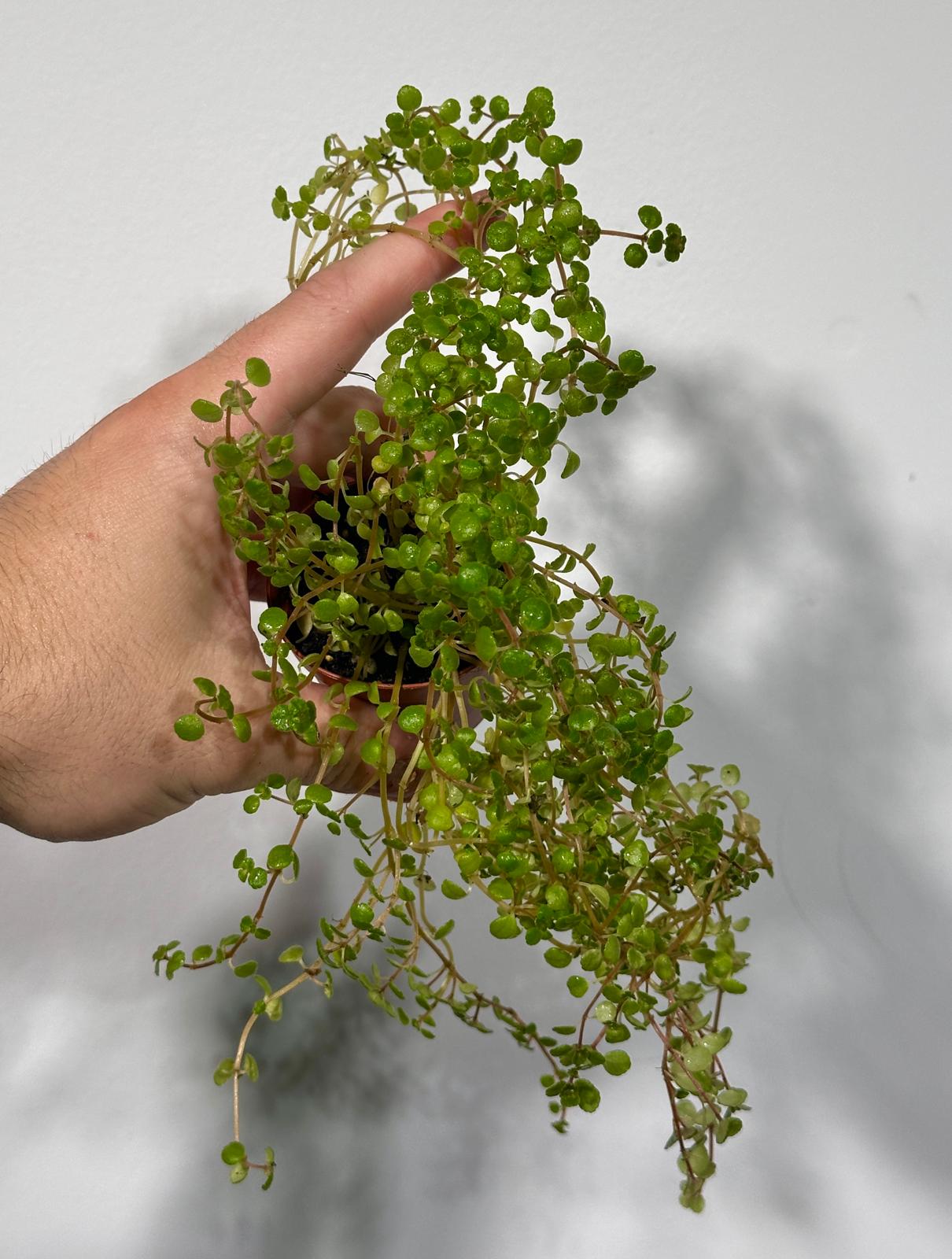 Pilea Depressa Baby Tears in 2" Nursery Pot - Indoor Plant - Easy Care houseplant- Low Maintenance Succulent - Pilea Tiny Tears Plant