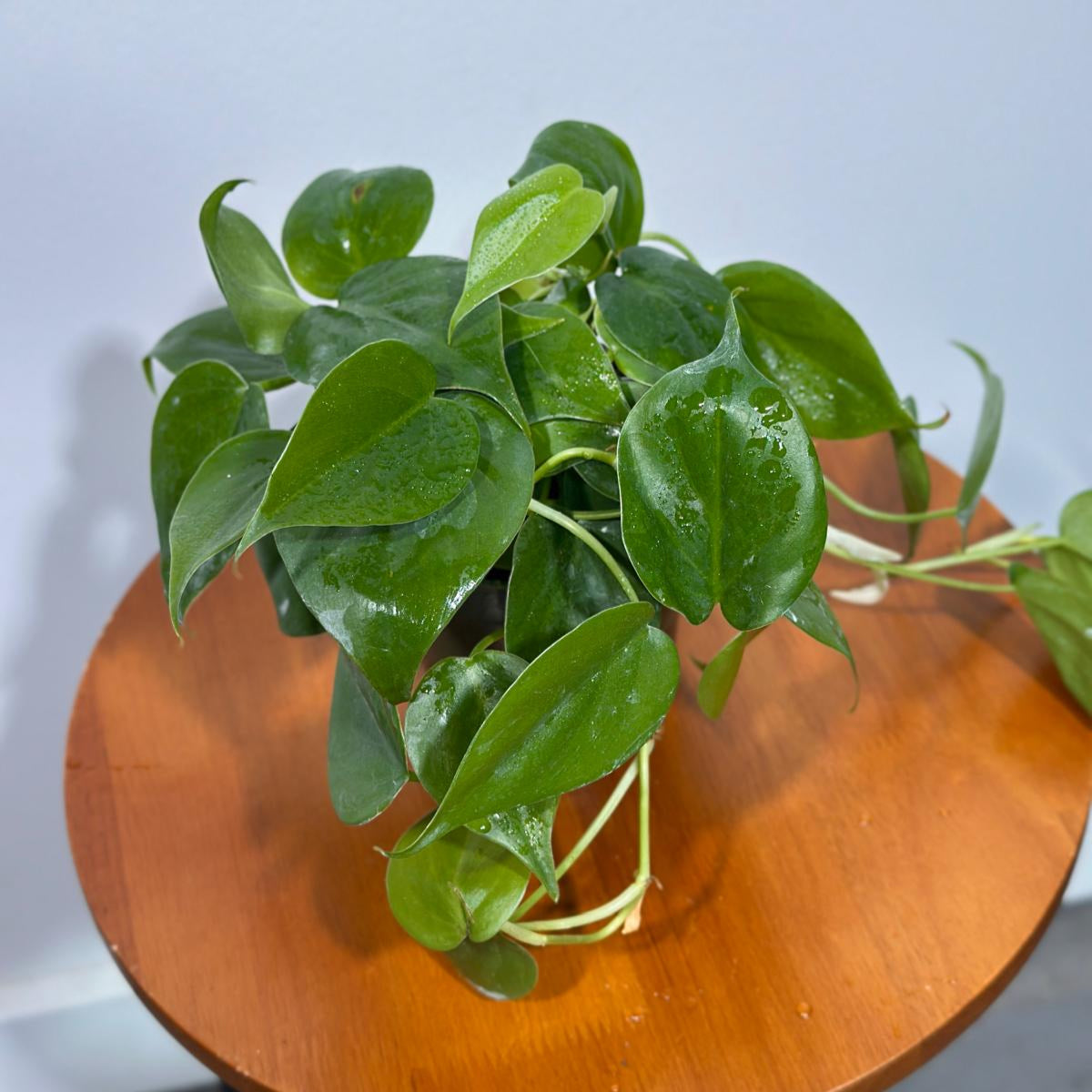 Jade Philodendron in 4" Nursery Pot | Jade Heart Leaf Philodendron | Vining Low Light Indoor Plant | Air Purifying Tropical Houseplant
