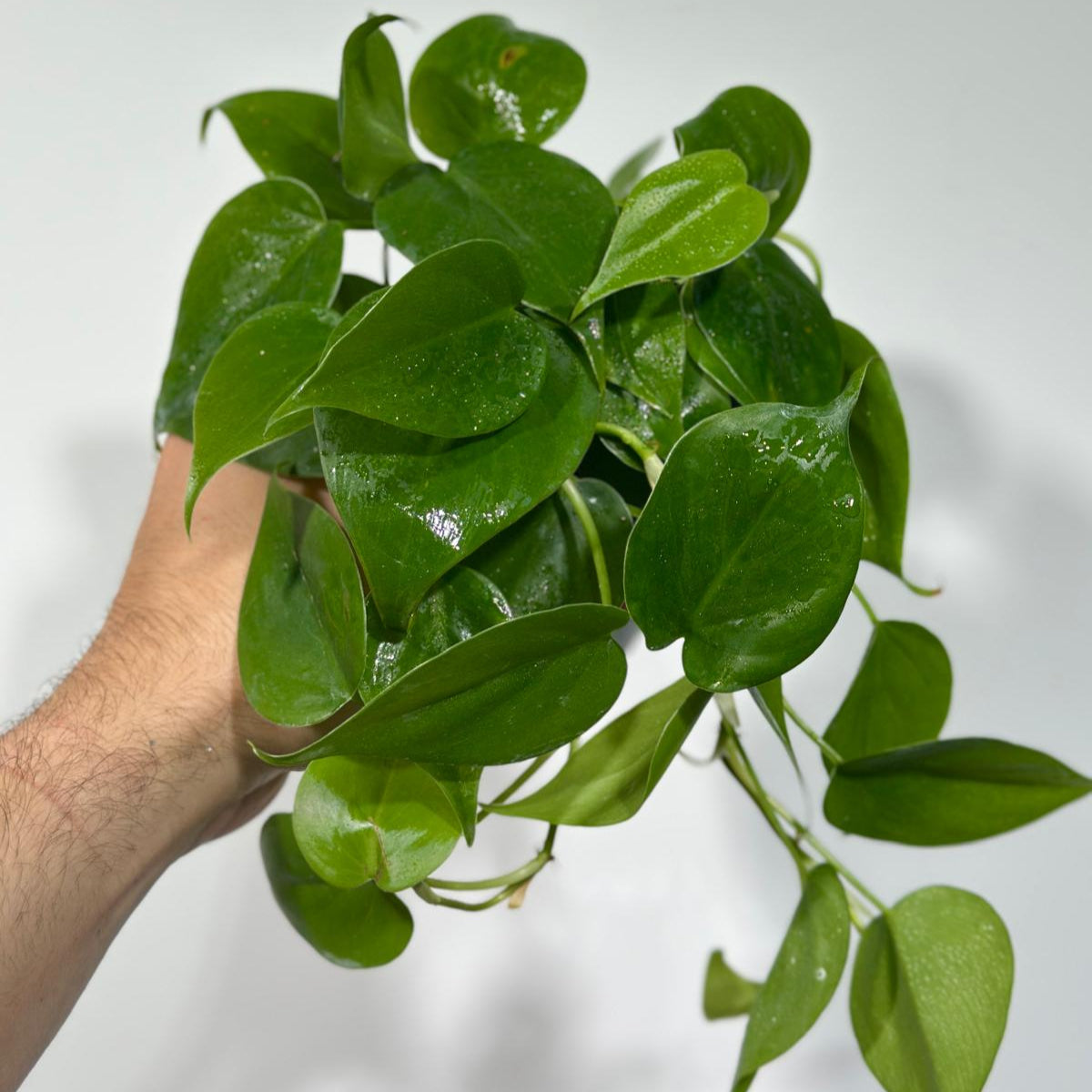 Jade Philodendron in 4" Nursery Pot | Jade Heart Leaf Philodendron | Vining Low Light Indoor Plant | Air Purifying Tropical Houseplant