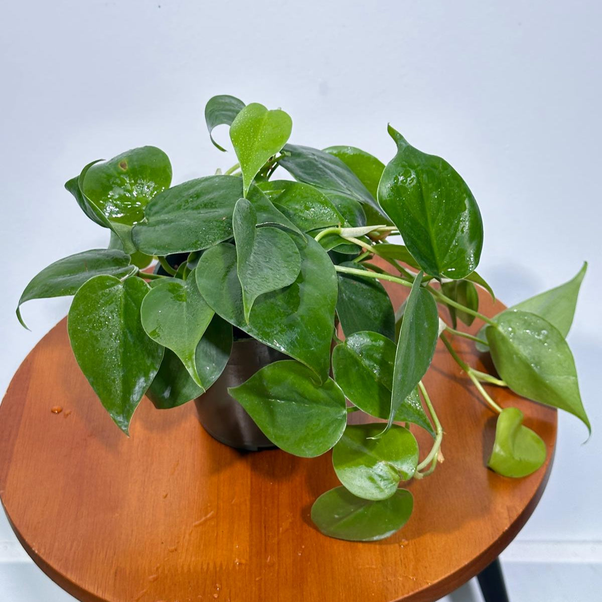 Jade Philodendron in 4" Nursery Pot | Jade Heart Leaf Philodendron | Vining Low Light Indoor Plant | Air Purifying Tropical Houseplant