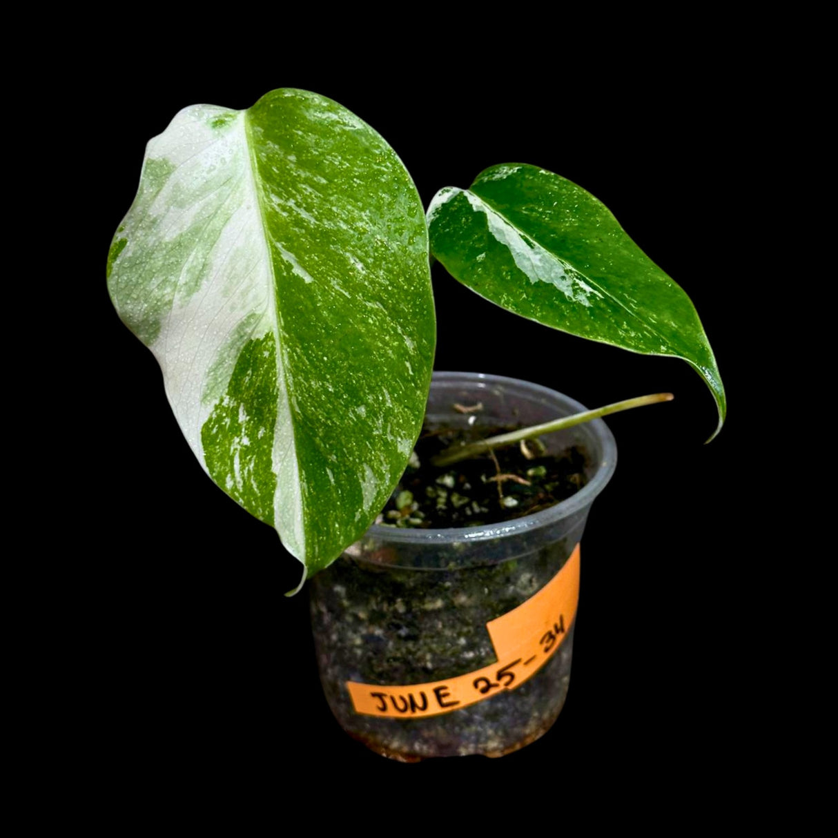 Variegated Monstera Albo Plant - Rare Indoor White Monstera Albo Borsigiana Plant - Albo Monstera - US Seller - Rare Houseplant -EXACT Plant