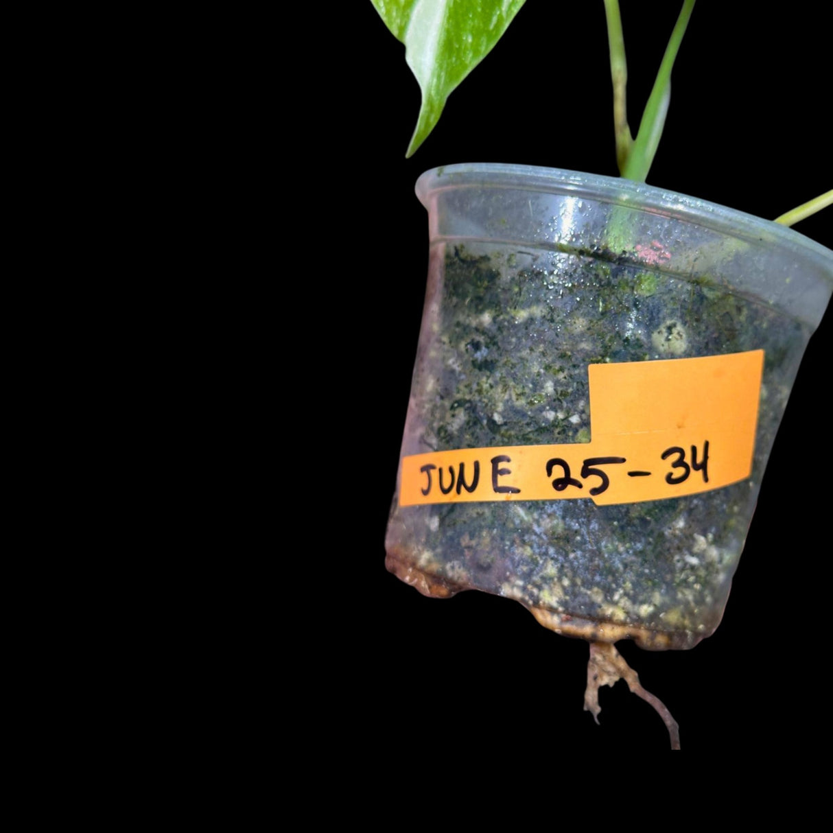 Variegated Monstera Albo Plant - Rare Indoor White Monstera Albo Borsigiana Plant - Albo Monstera - US Seller - Rare Houseplant -EXACT Plant