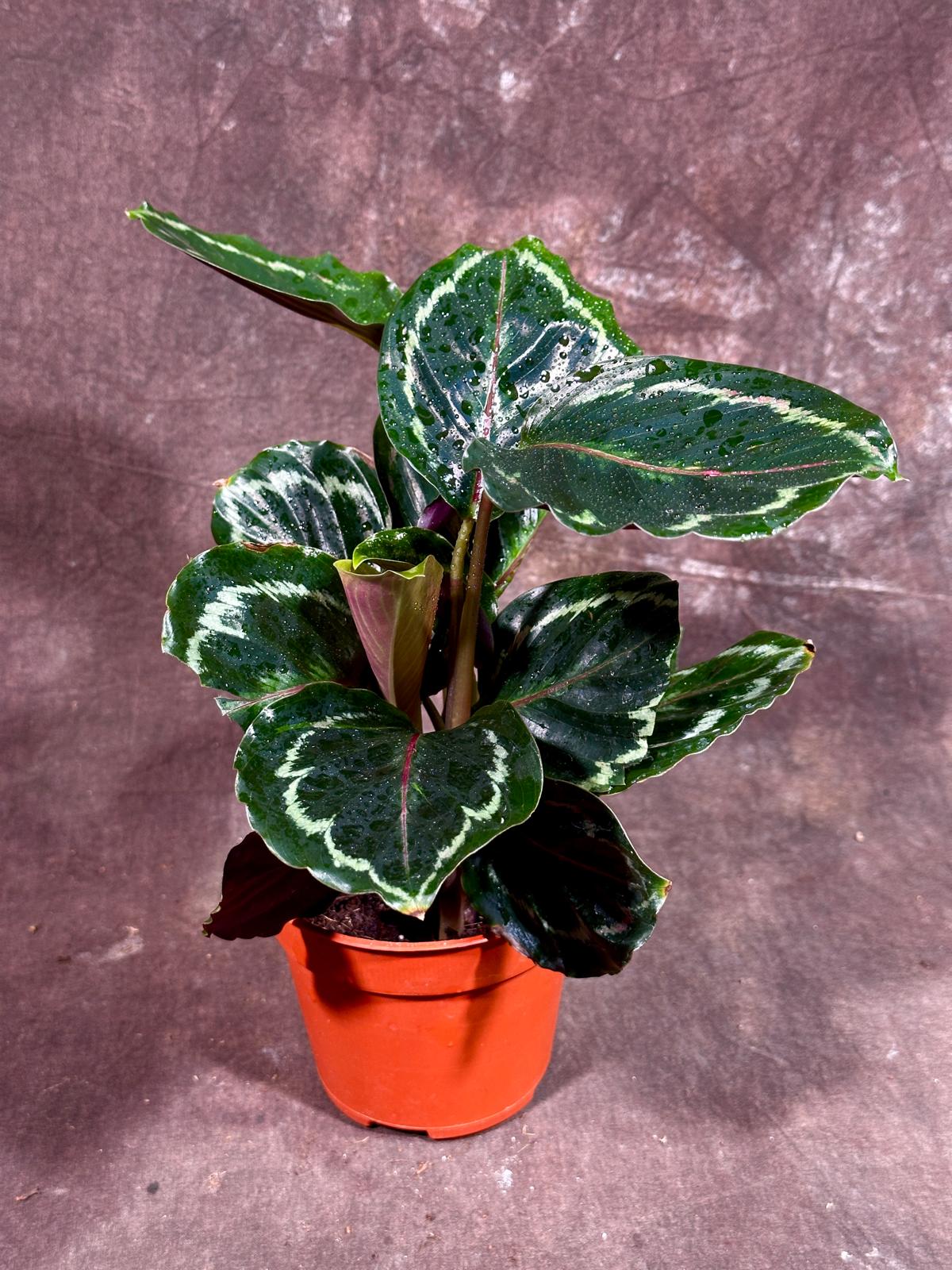 Calathea Roseopicta Medallion in a 4"Grow Pot- Bold Leaf Prayer Plant - Indoor Potted Evergreen Houseplant - Exotic Houseplants