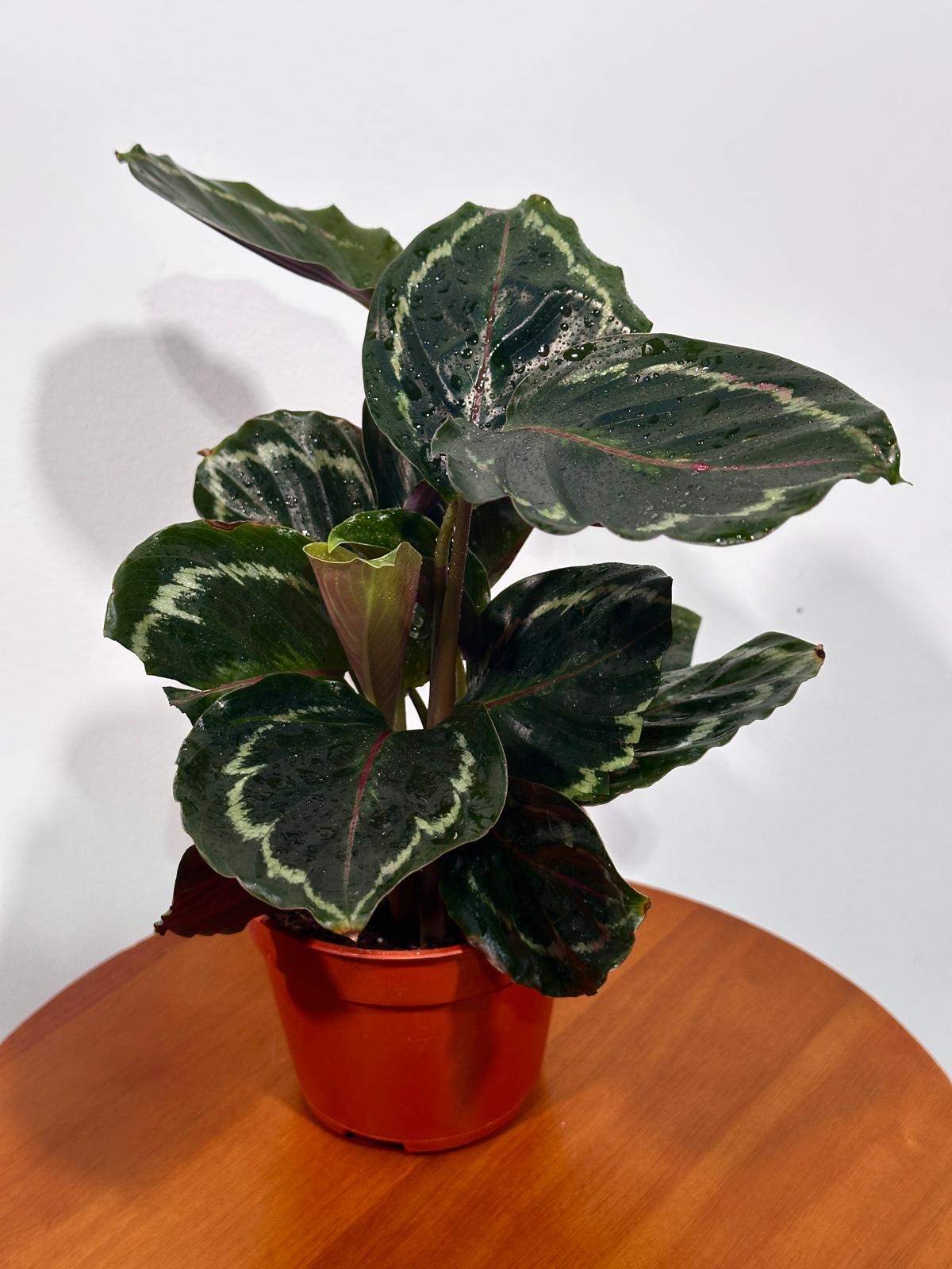 Calathea Roseopicta Medallion in a 4"Grow Pot- Bold Leaf Prayer Plant - Indoor Potted Evergreen Houseplant - Exotic Houseplants