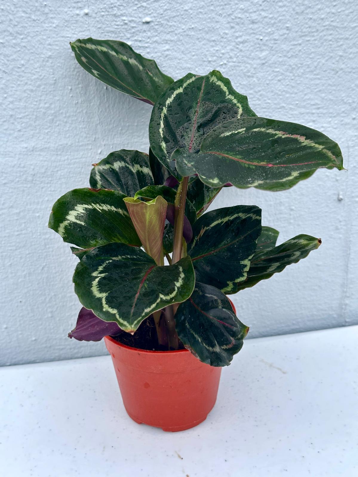 Calathea Roseopicta Medallion in a 4"Grow Pot- Bold Leaf Prayer Plant - Indoor Potted Evergreen Houseplant - Exotic Houseplants