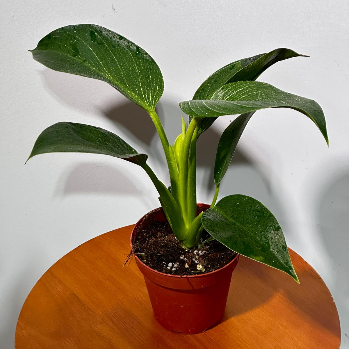 Variegated Philodendron Birkin Live Plant in 4" Grow Pot - Indoor & Outdoor Houseplant with White Stripes - Rooted Easy Care Plant