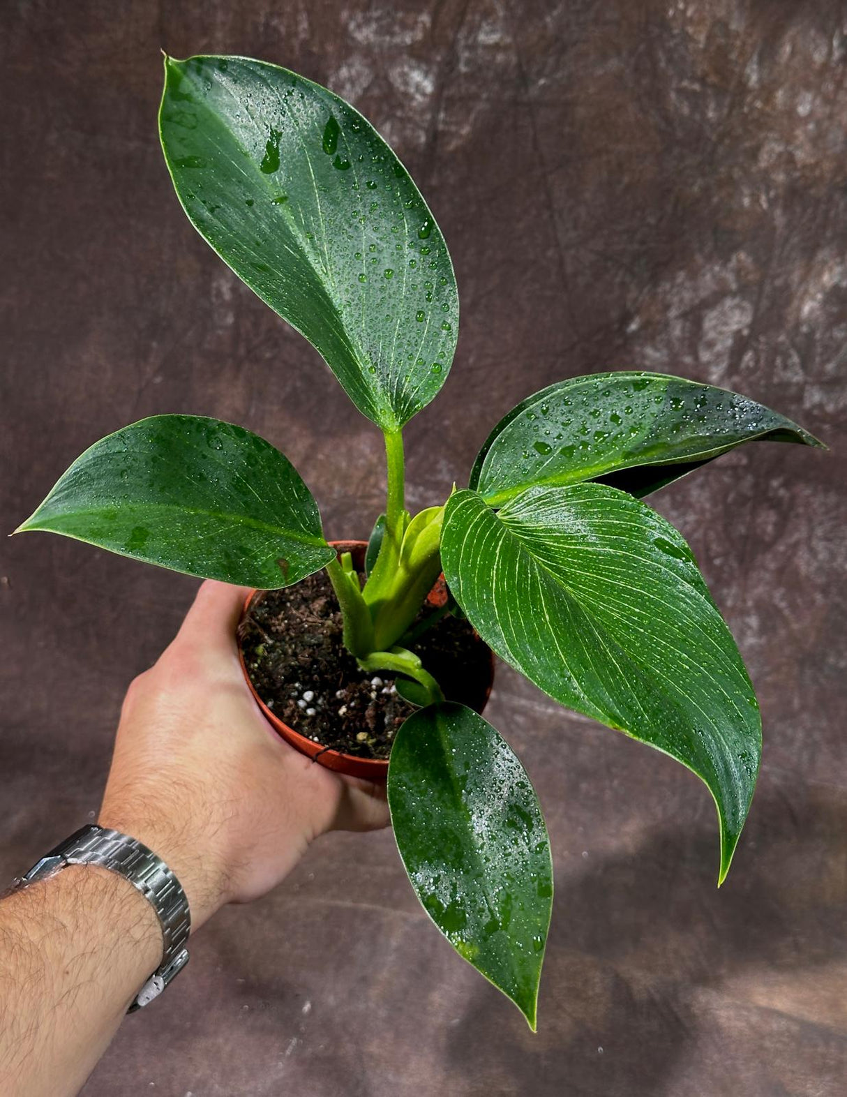 Variegated Philodendron Birkin Live Plant in 4" Grow Pot - Indoor & Outdoor Houseplant with White Stripes - Rooted Easy Care Plant