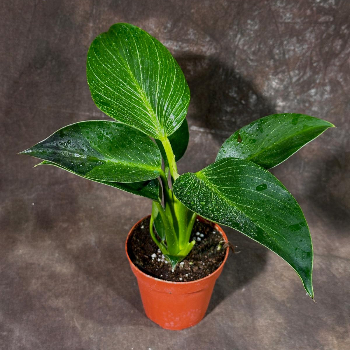 Variegated Philodendron Birkin Live Plant in 4" Grow Pot - Indoor & Outdoor Houseplant with White Stripes - Rooted Easy Care Plant