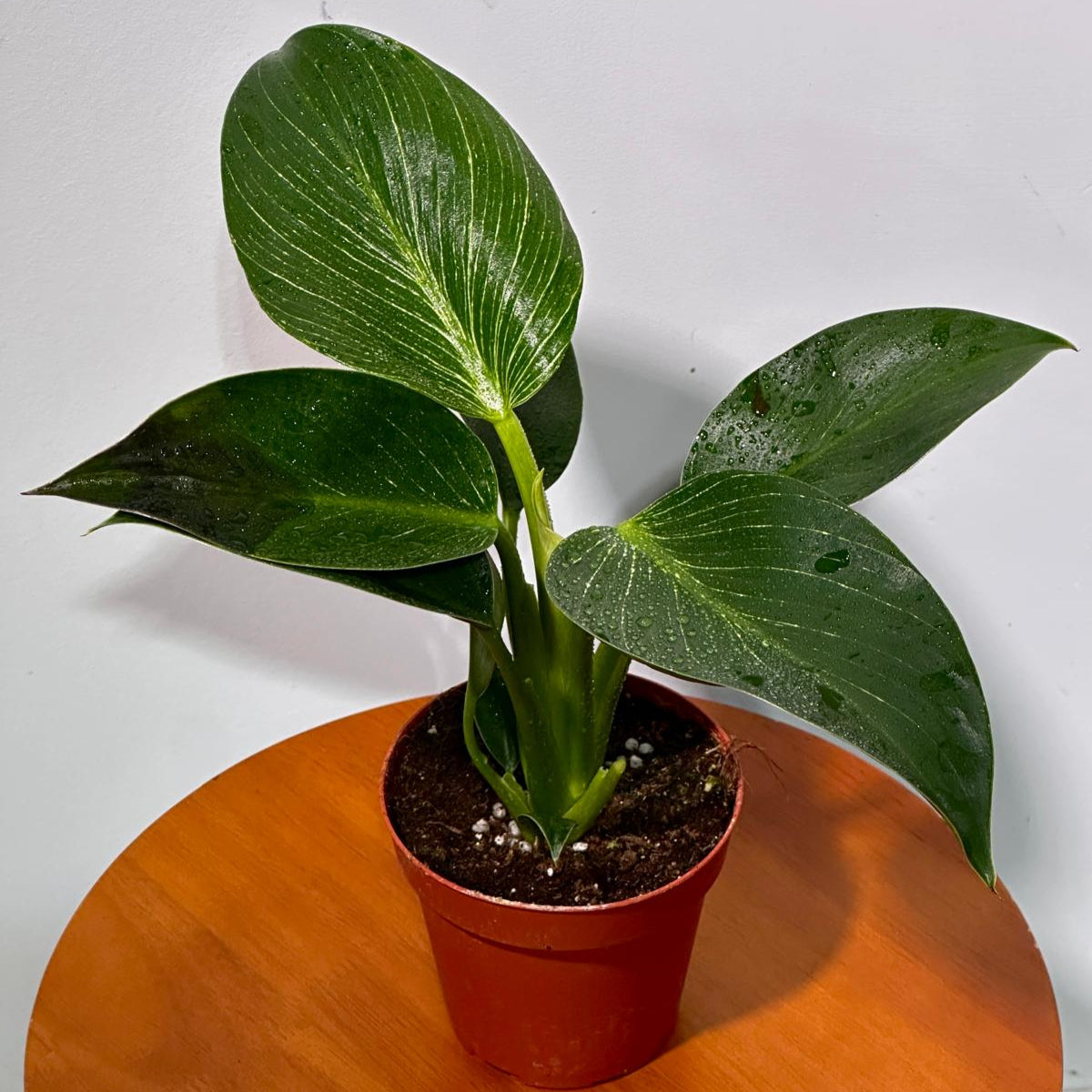 Variegated Philodendron Birkin Live Plant in 4" Grow Pot - Indoor & Outdoor Houseplant with White Stripes - Rooted Easy Care Plant