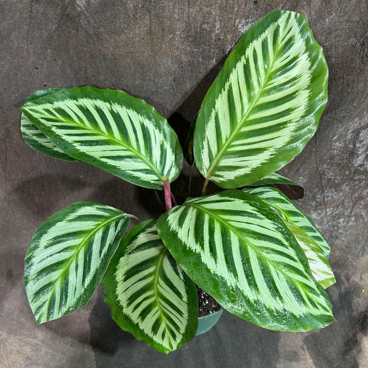 Live Calathea Roseopicta Cora in a 4" Grow Pot - Peacock Calathea - Air Purifying Indoor Houseplant - Low-Light & Easy Care Office Plant - Low Maintenance Indoor Plant