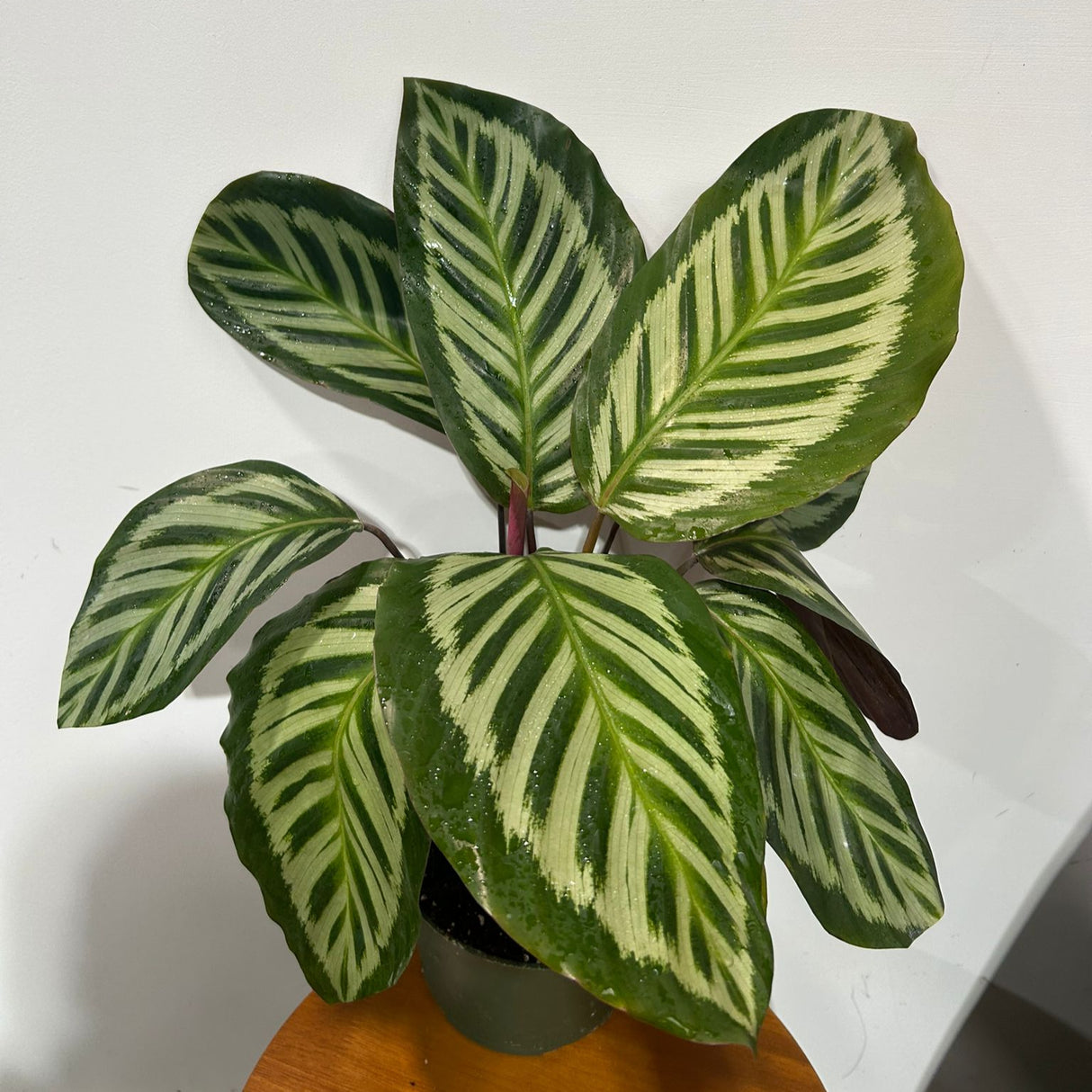 Live Calathea Roseopicta Cora in a 4" Grow Pot - Peacock Calathea - Air Purifying Indoor Houseplant - Low-Light & Easy Care Office Plant - Low Maintenance Indoor Plant