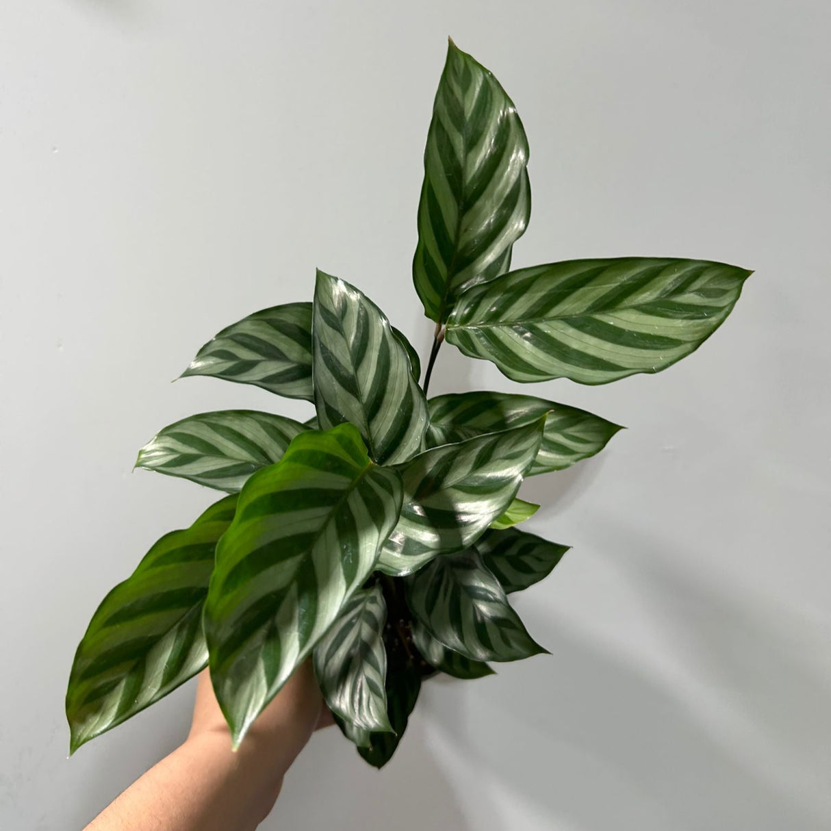 Calathea Freddie in a 4” Grow Pot - Live Calathea - Starter Plant - Air Purifier Houseplant - Easy Care Plant - Low Maintenance Indoor Plant - Pet-Friendly Plant