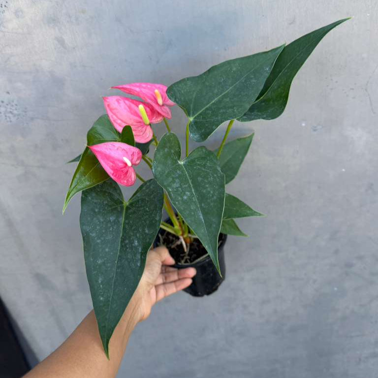 Pink Anthurium Live Plant in 4" Grow Pot – Anthurium andraeanum ‘Pink Princess’ – Indoor Flowering Houseplant – Air Purifying & Easy Care Blooming Plant